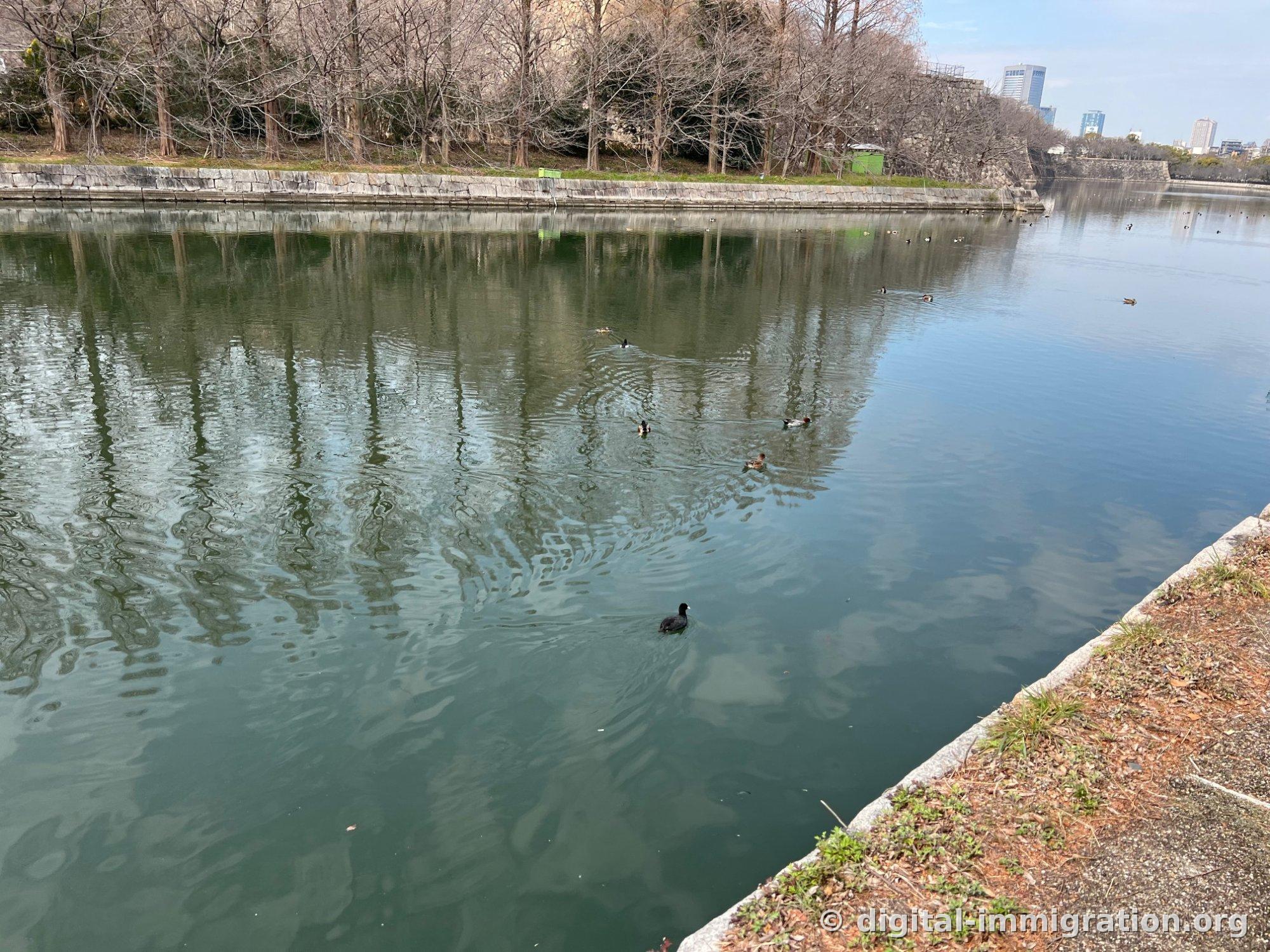 Canards et foulques macroules nageant à la surface du fossé du château d'Osaka, reflets des murs de pierre et des arbres morts dans l'eau
