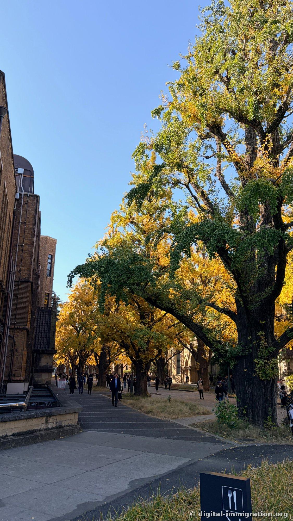 A man in a suit walks beneath ginkgos mixing green and gold, with brick building steps on the left and a restaurant sign with fork-and-knife icon on the lower right