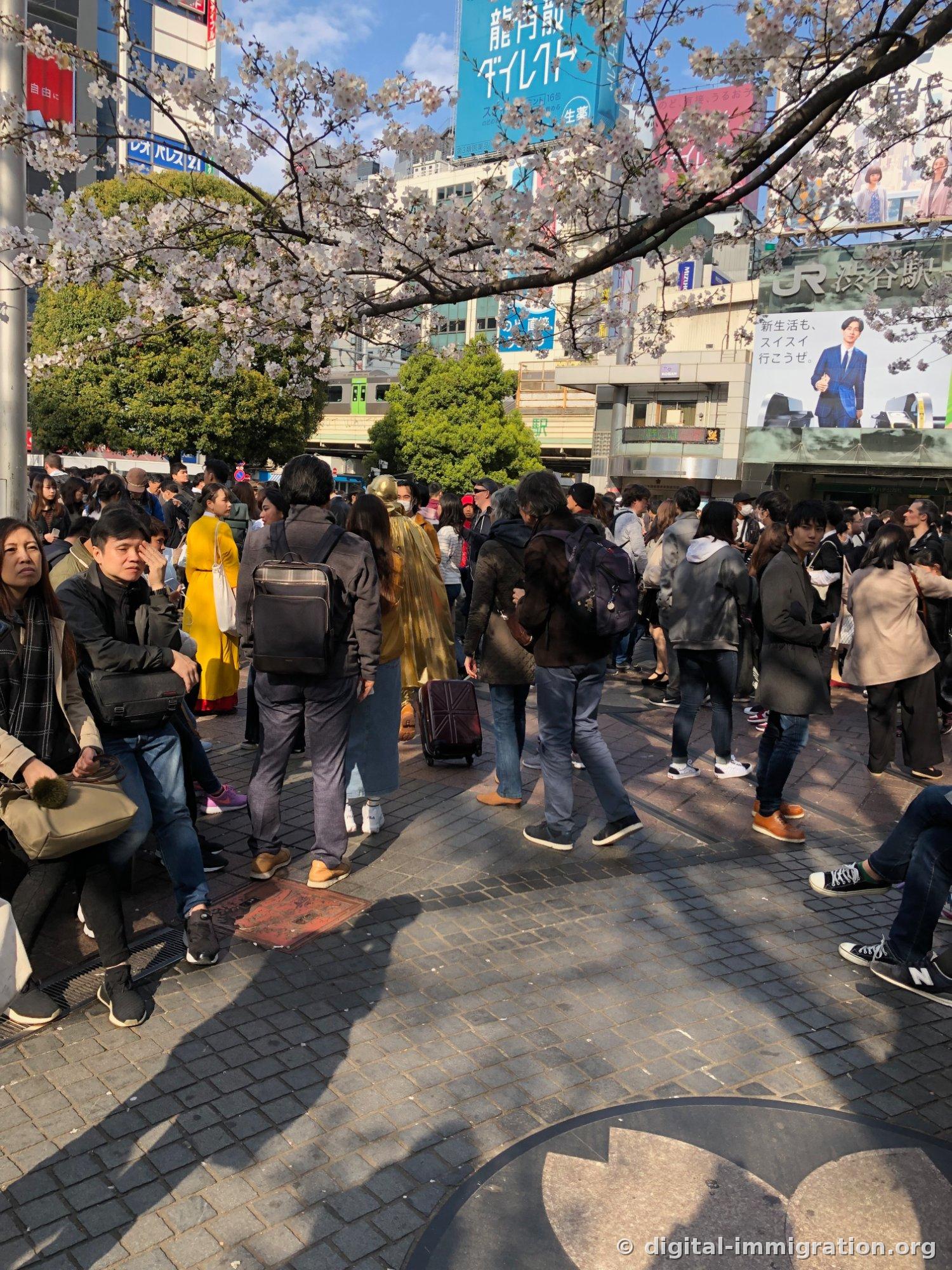 桜の枝の下、人混みでいっぱいのハチ公広場、右にJR渋谷駅の看板と緑色の山ノ手線電車が見える