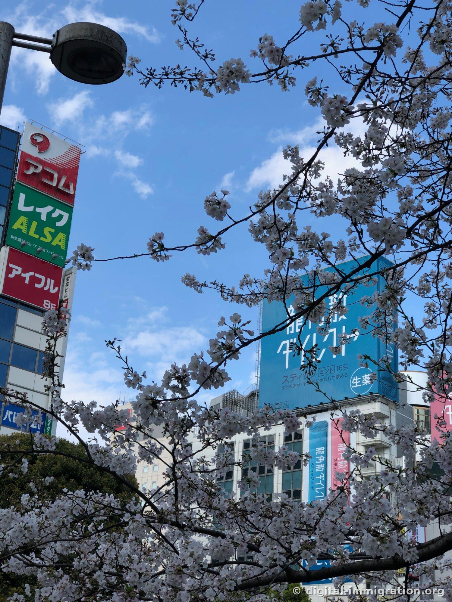 青い空と満開の桜の間からアコム、レイク、アイフルの看板と青色の大型広告が見える