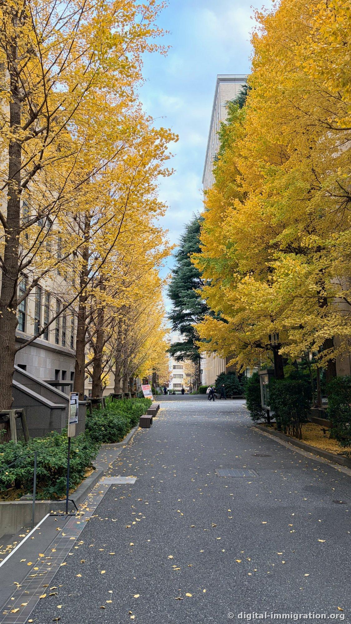 两侧金黄银杏树簇拥的校园路，蓝天开阔的下午风景