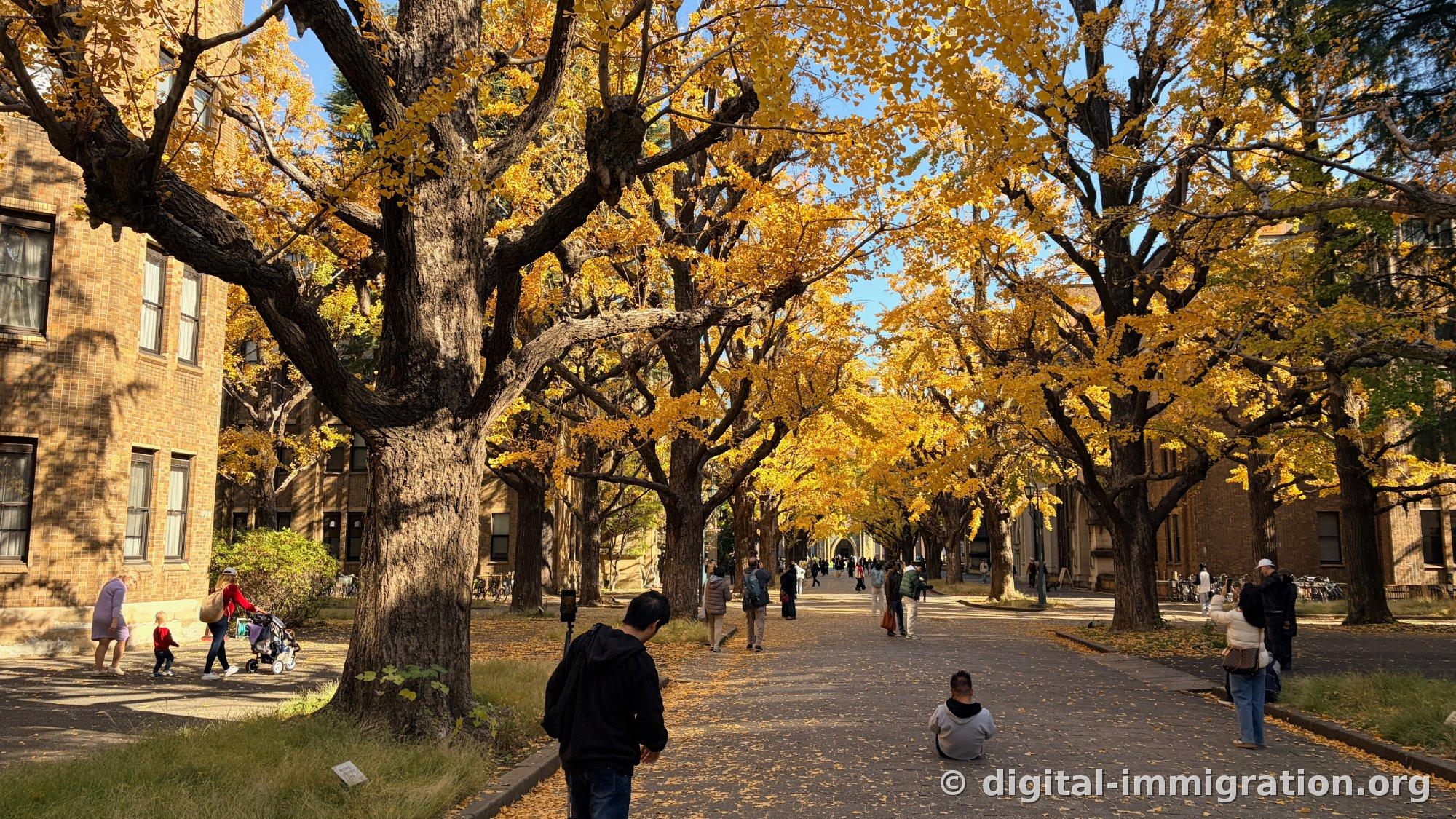 A golden leaf tunnel stretches beyond thick ginkgo trunks, with a beige brick building on the left and one person sitting in the middle of the street