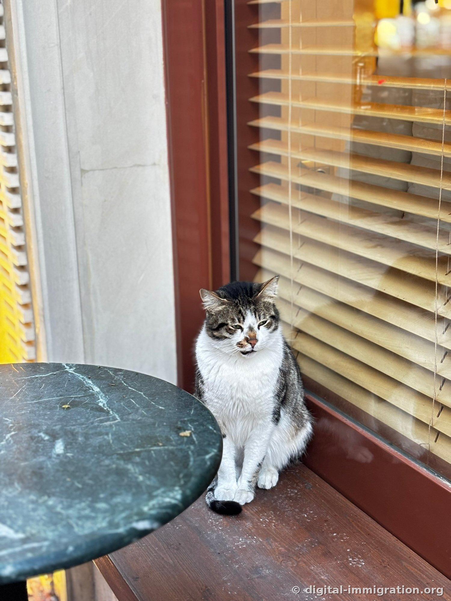 A white and brown spotted cat sitting on the wooden trim of a café window with eyes half-closed, with a green marble round table next to it