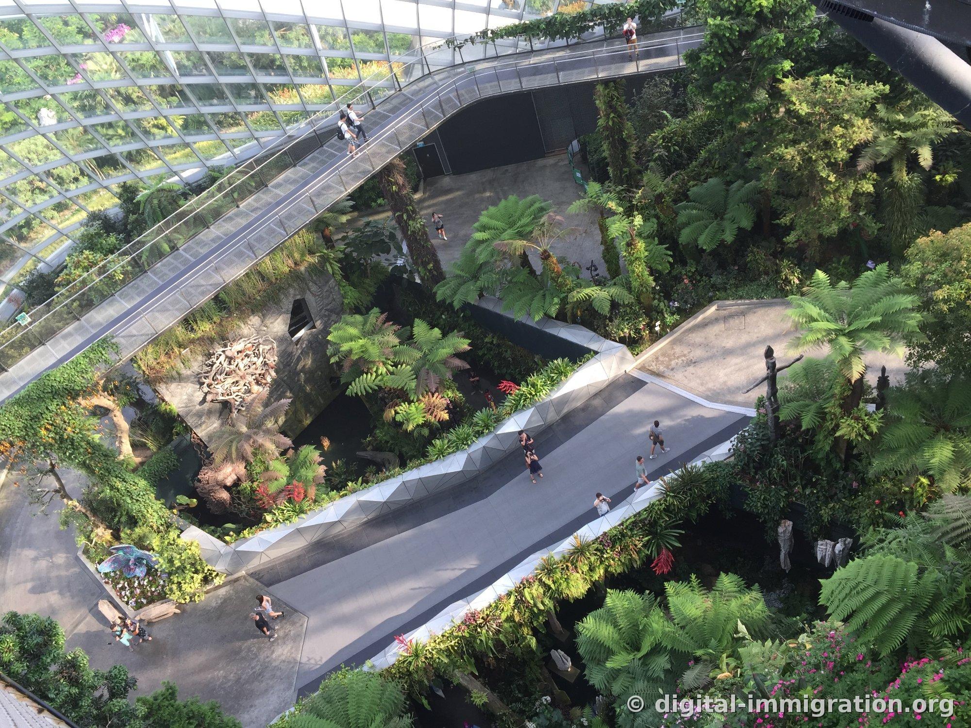 Looking almost vertically down from the top of the Cloud Forest at the suspended walkway and fern forest with people walking on the gray path