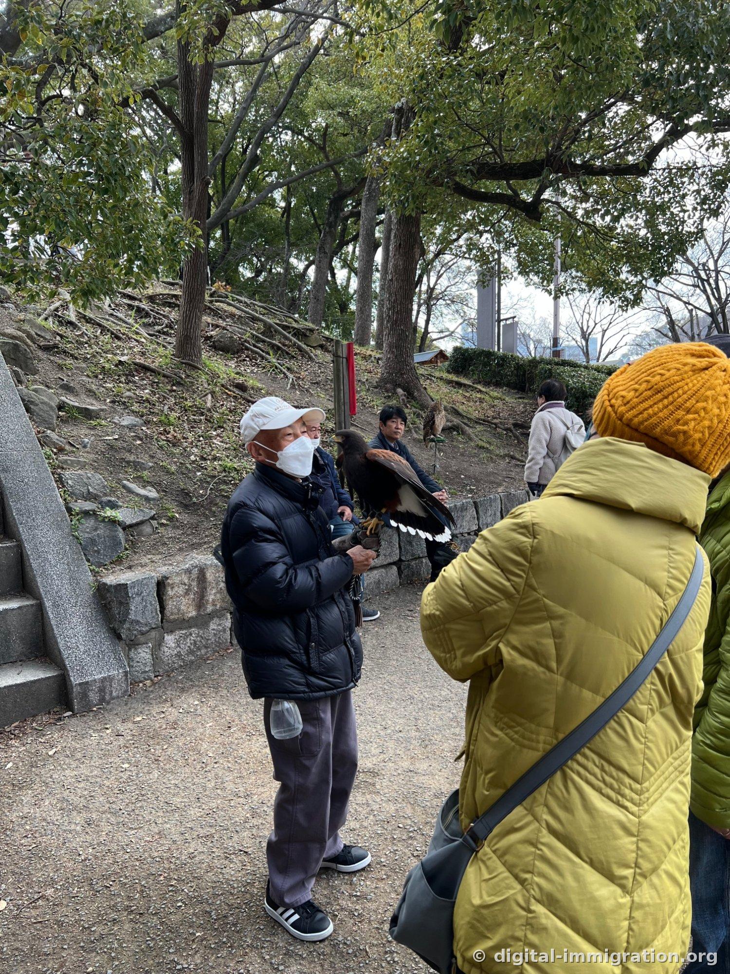Une femme âgée portant des gants de cuir épais tenant un faucon Harris avec ses ailes déployées sur son bras sur un sentier du parc du château d'Osaka, avec des spectateurs regardant
