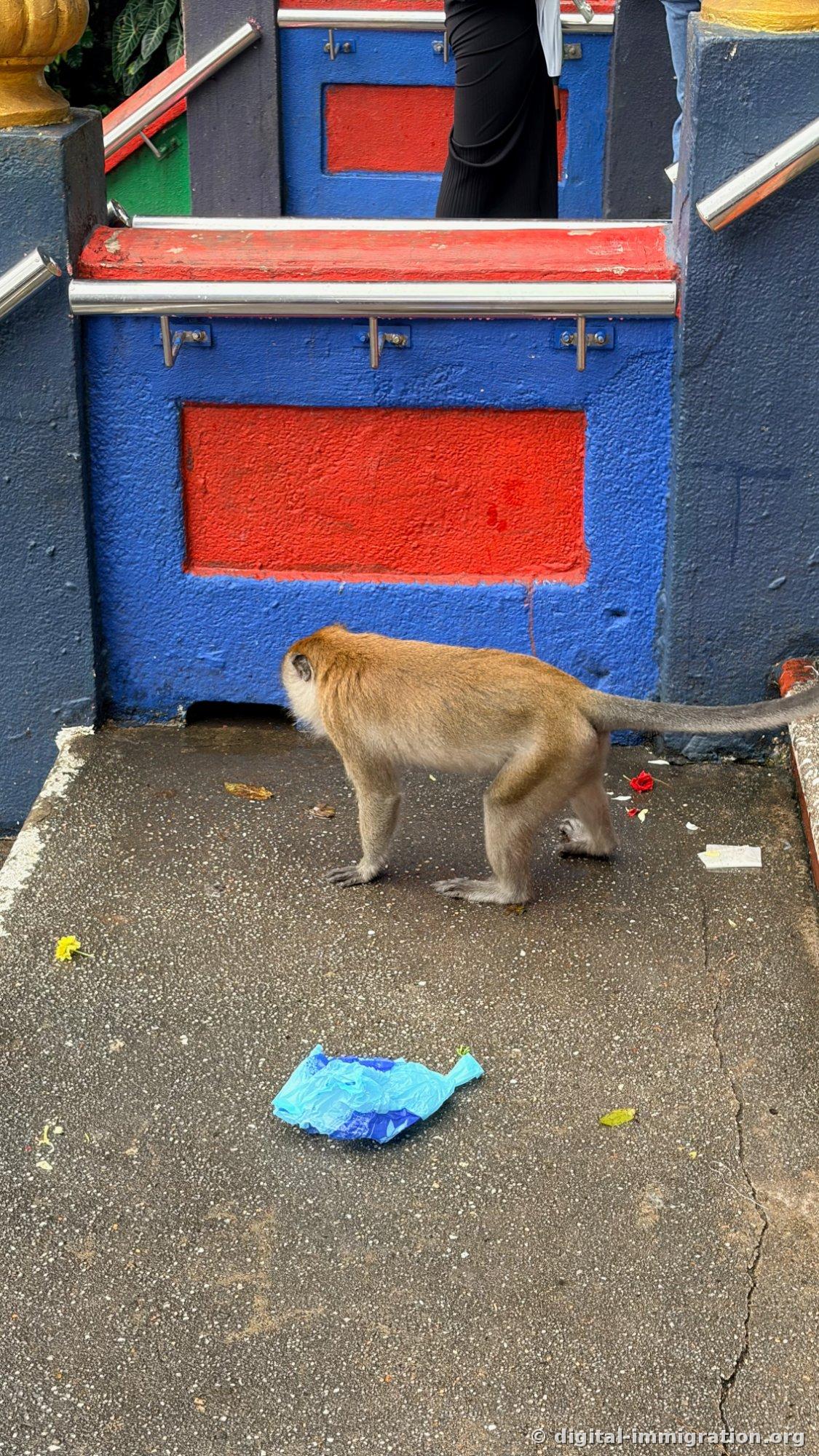 階段の途中の平らな踊り場で猿が歩いており、床には青いビニール袋の皺と赤い花びら、食べかすが散らばっている
