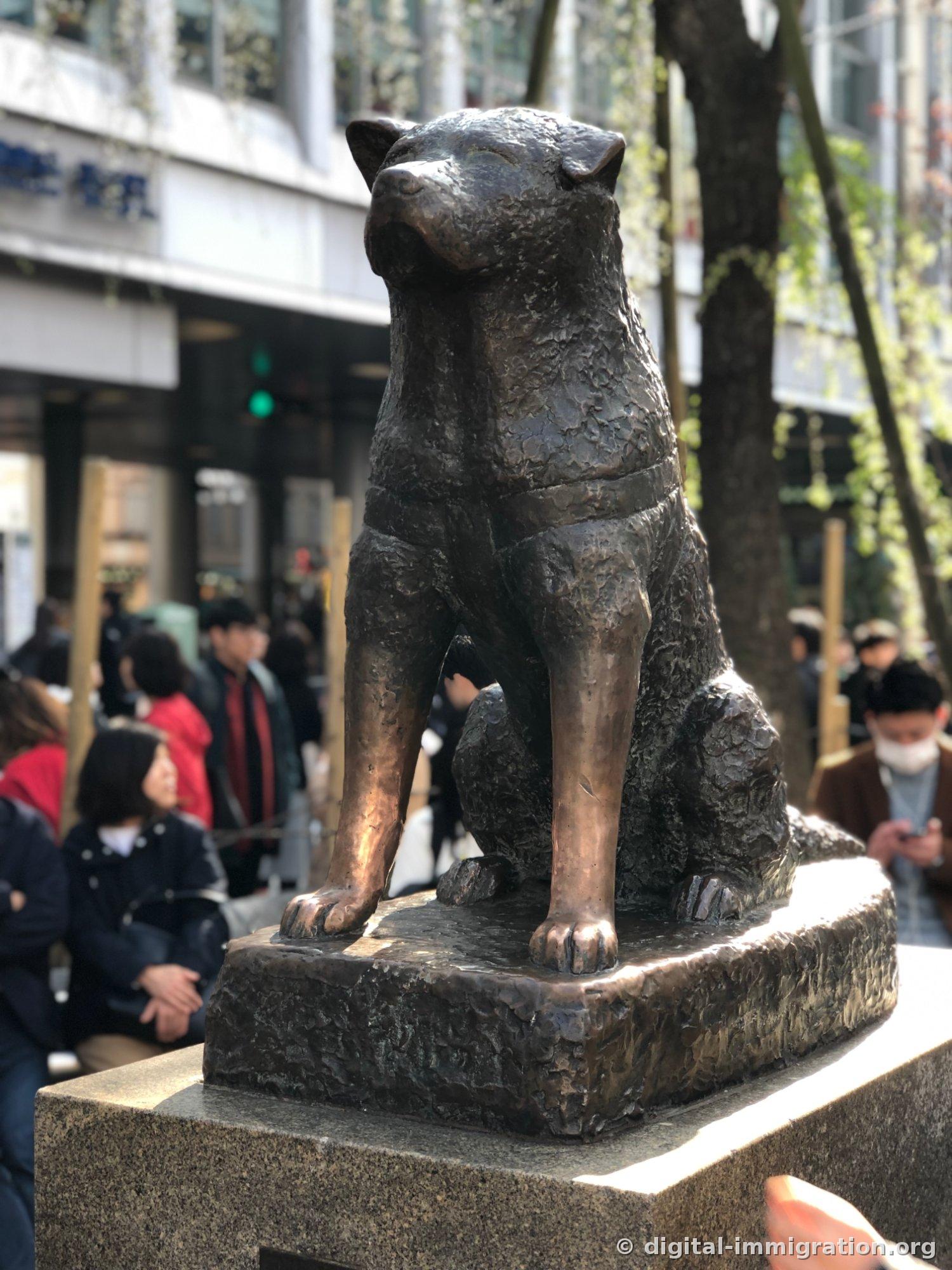 晴れた昼に正面から見たハチ公青銅像、前脚と首輪の部分がすり減って光っている
