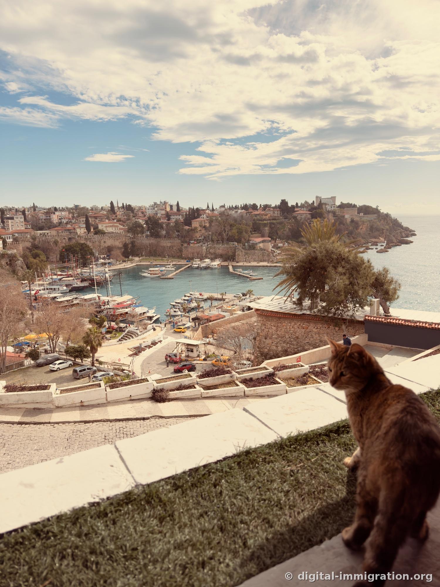 The back of a tabby cat sitting on the terrace ledge, with the Antalya yacht harbor and Mediterranean horizon beyond