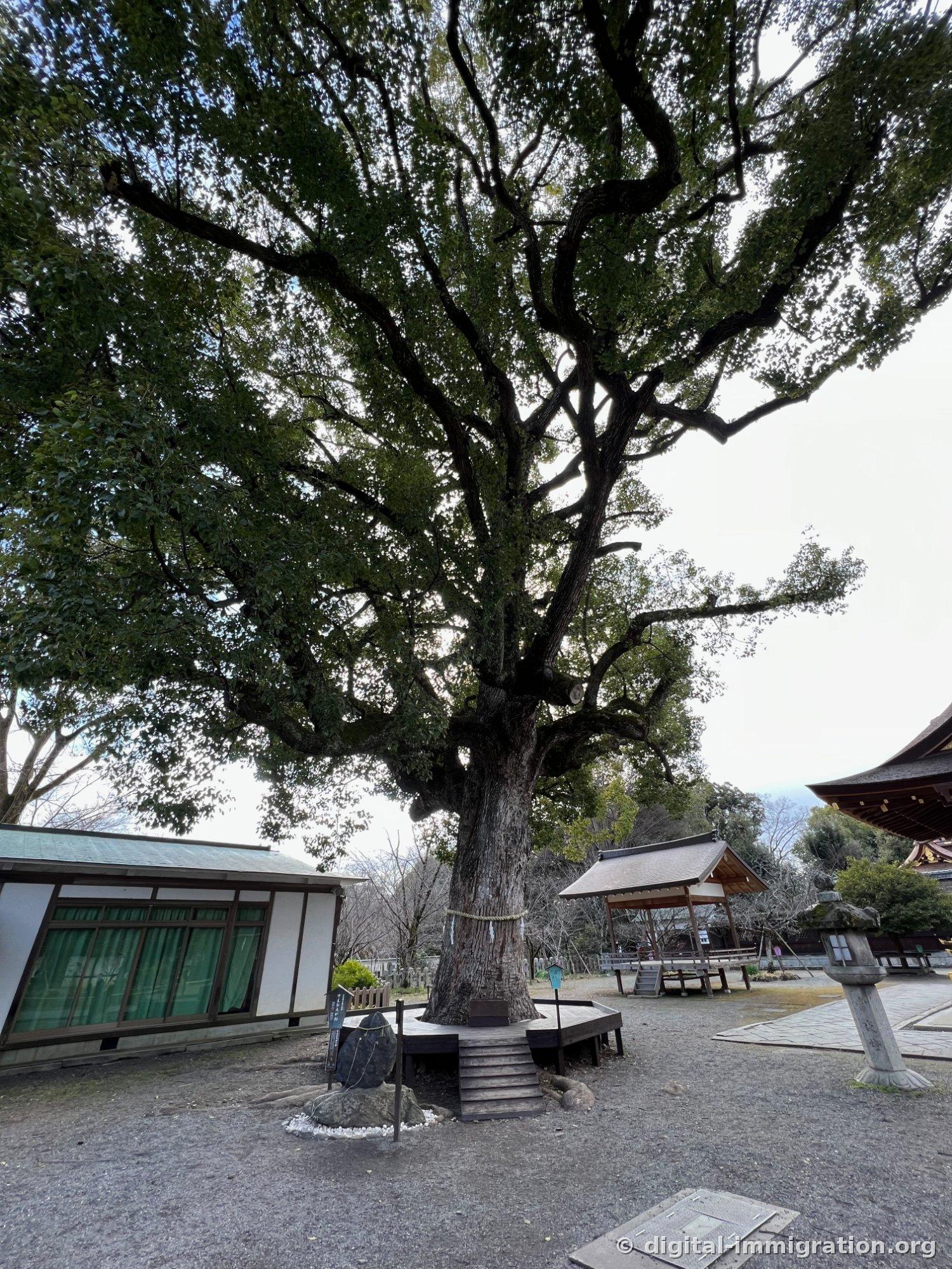 A massive camphor tree with a white rope festoon around its base, surrounded by a wooden deck walkway, with auxiliary shrine buildings and stone lanterns visible in the background