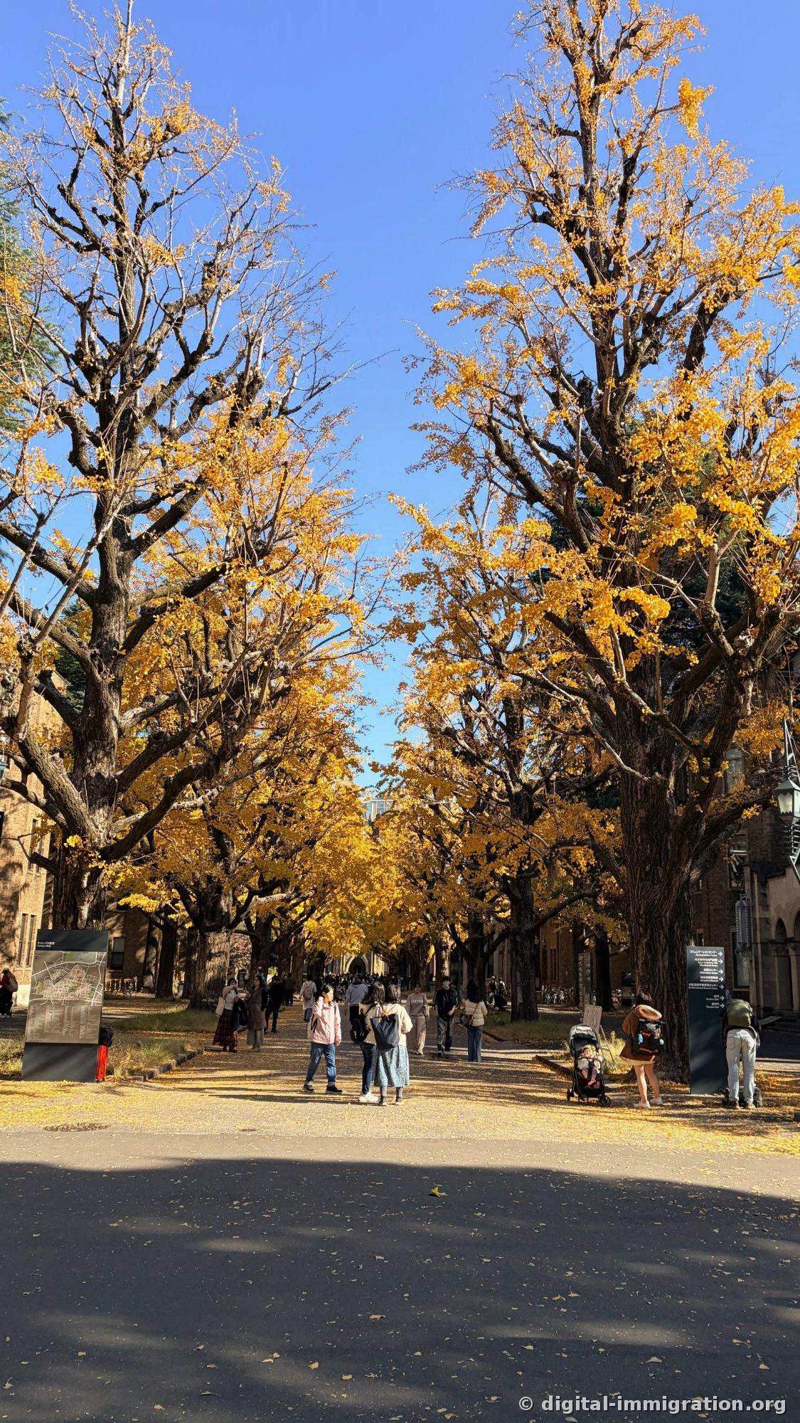 Under blue sky, two large ginkgo trees stand on either side of the street with leaves half-fallen, the ground thick with golden leaves