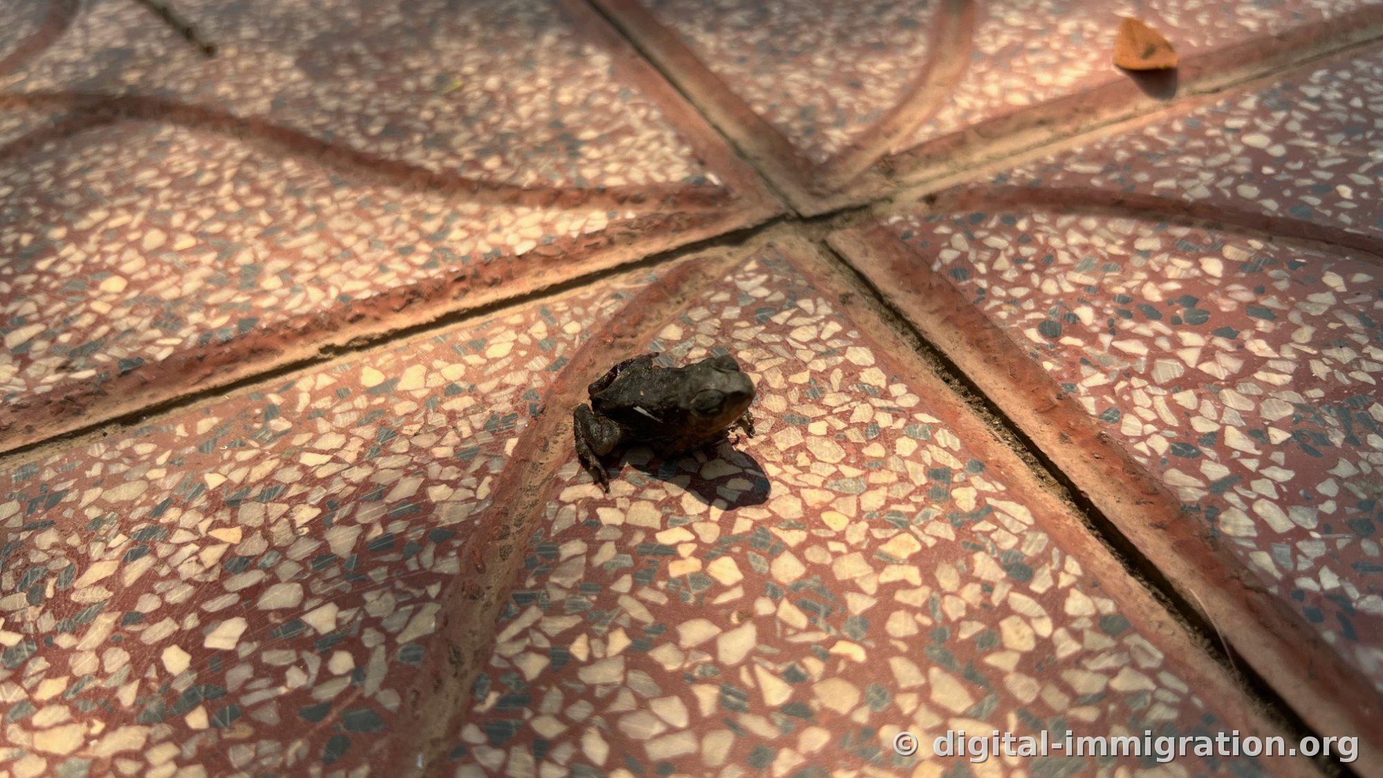 Une petite grenouille noire assis sur un sol de tuile terrazzo rouge