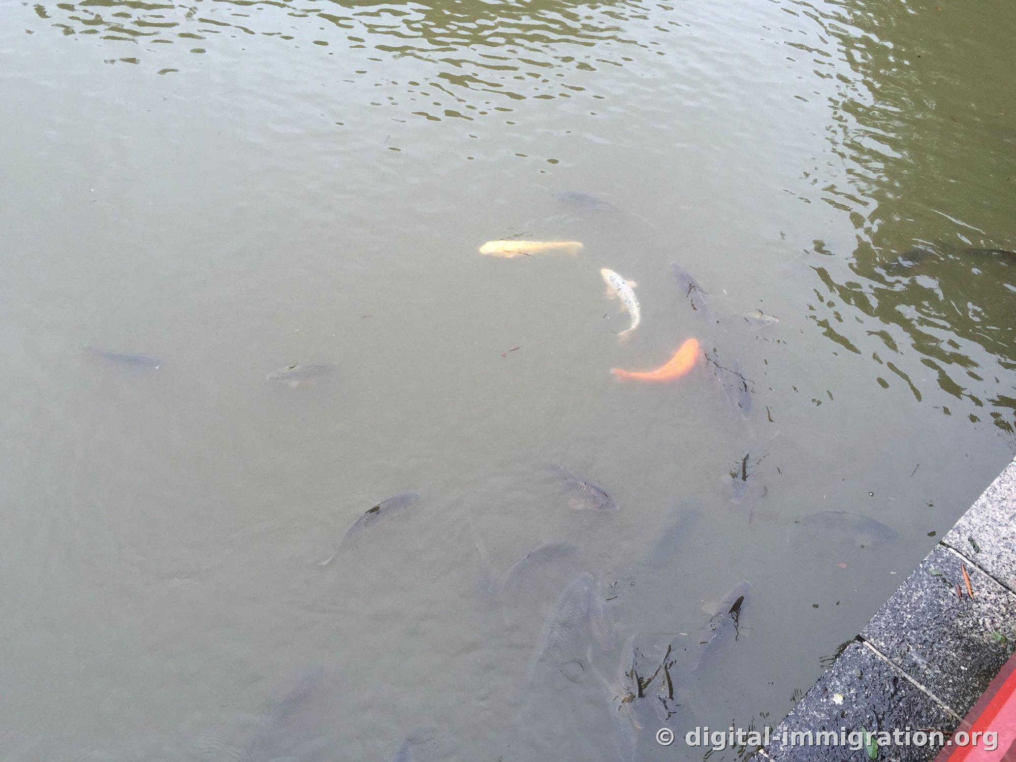 Shoal of gray, orange, and white carp gathered below the pond surface, viewed from above the bridge
