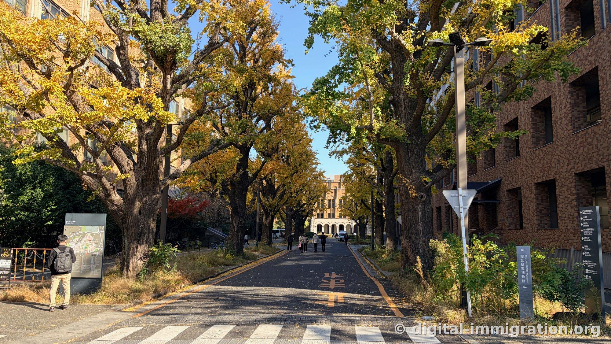 Campus road lined with ginkgos, a backpacker reading the campus map on the left, Comprehensive Research Museum sign on the right, arcade building framing the path's end