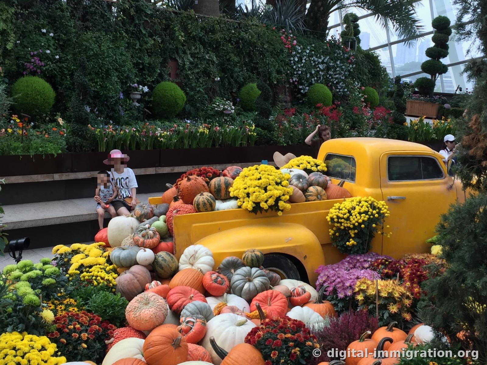 A yellow vintage pickup truck loaded with pumpkins and yellow chrysanthemums in its bed, with various pumpkins scattered on the floor