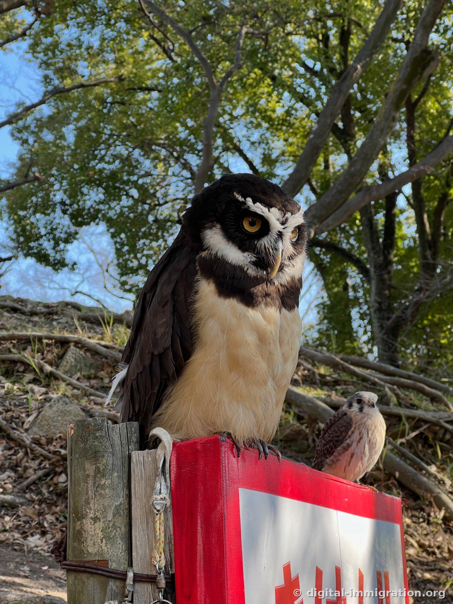 Hibou des lunettes de grande taille et petite crécerelle assis côte à côte sur une pancarte rouge sous un arbre, avec des feuilles éclairées par le soleil en arrière-plan