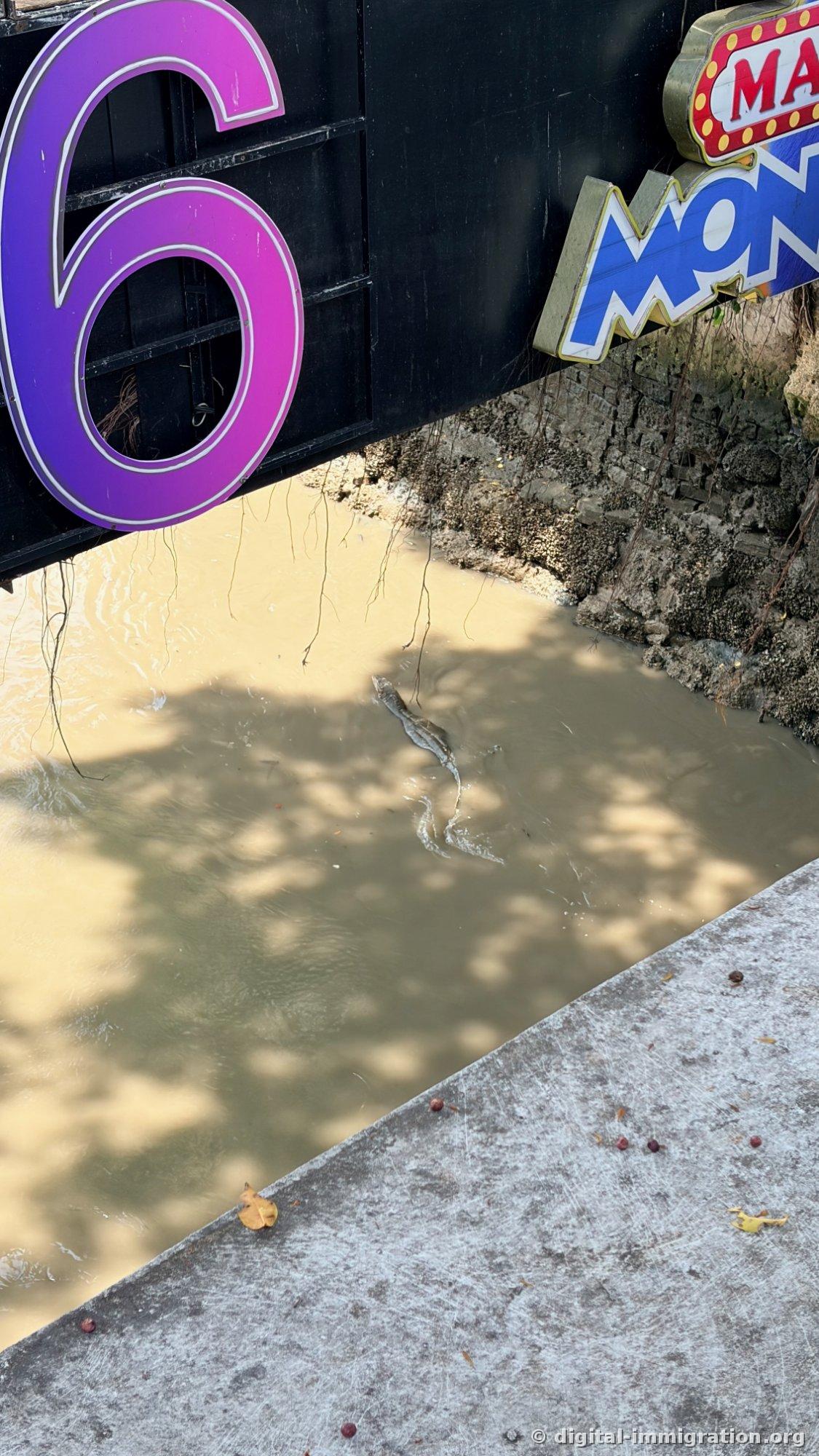 A water monitor lizard swimming through murky water beneath a shop sign. A purple number 6 sign is visible in the upper left