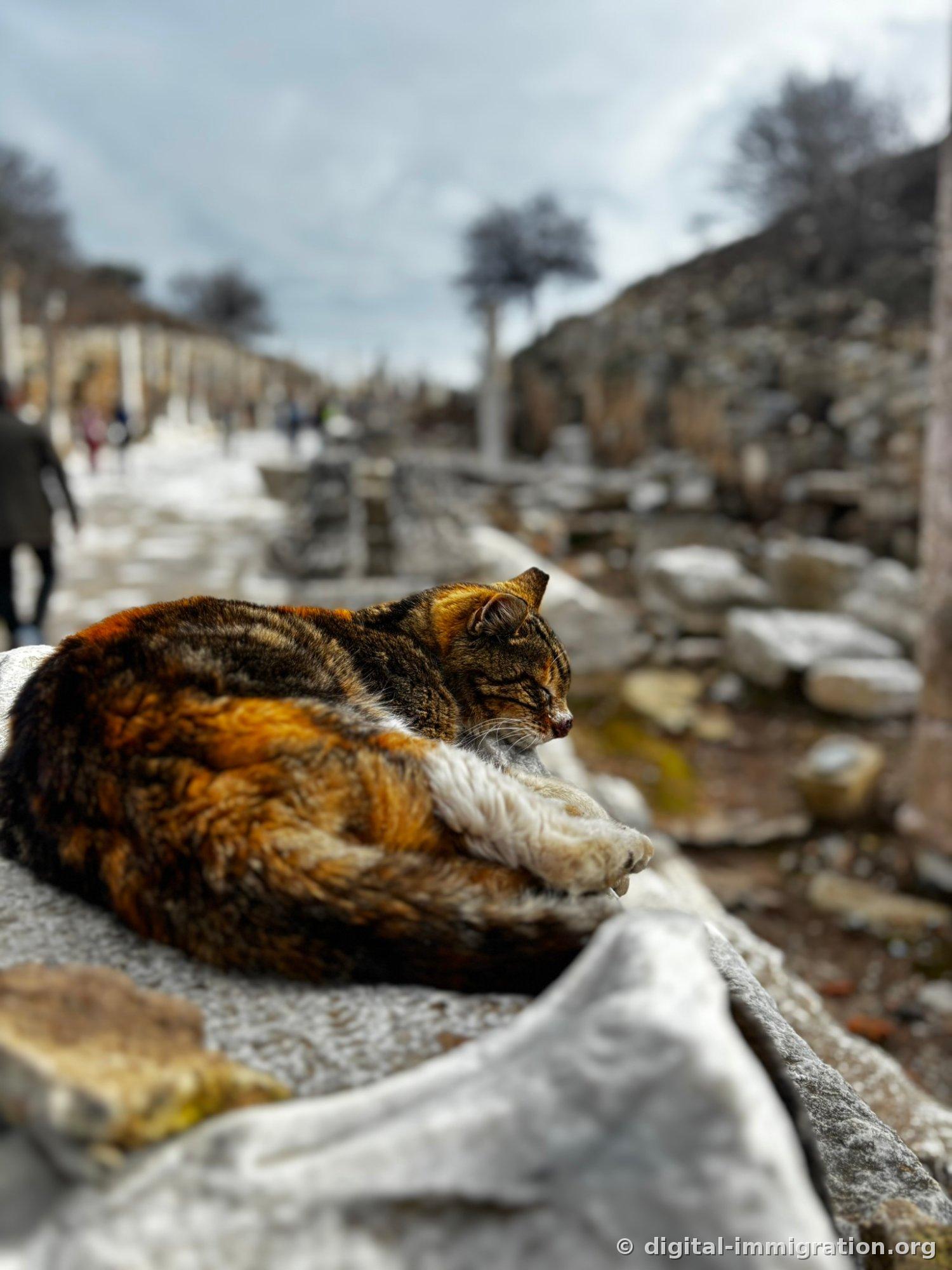 A calico cat curled up sleeping on a cloth piece on a marble block on Curetes Street with ruins blurred in the background