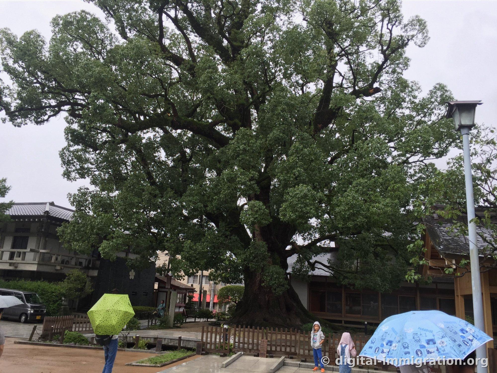 Massive camphor tree spreading branches in all directions with wooden fence below and children holding umbrellas
