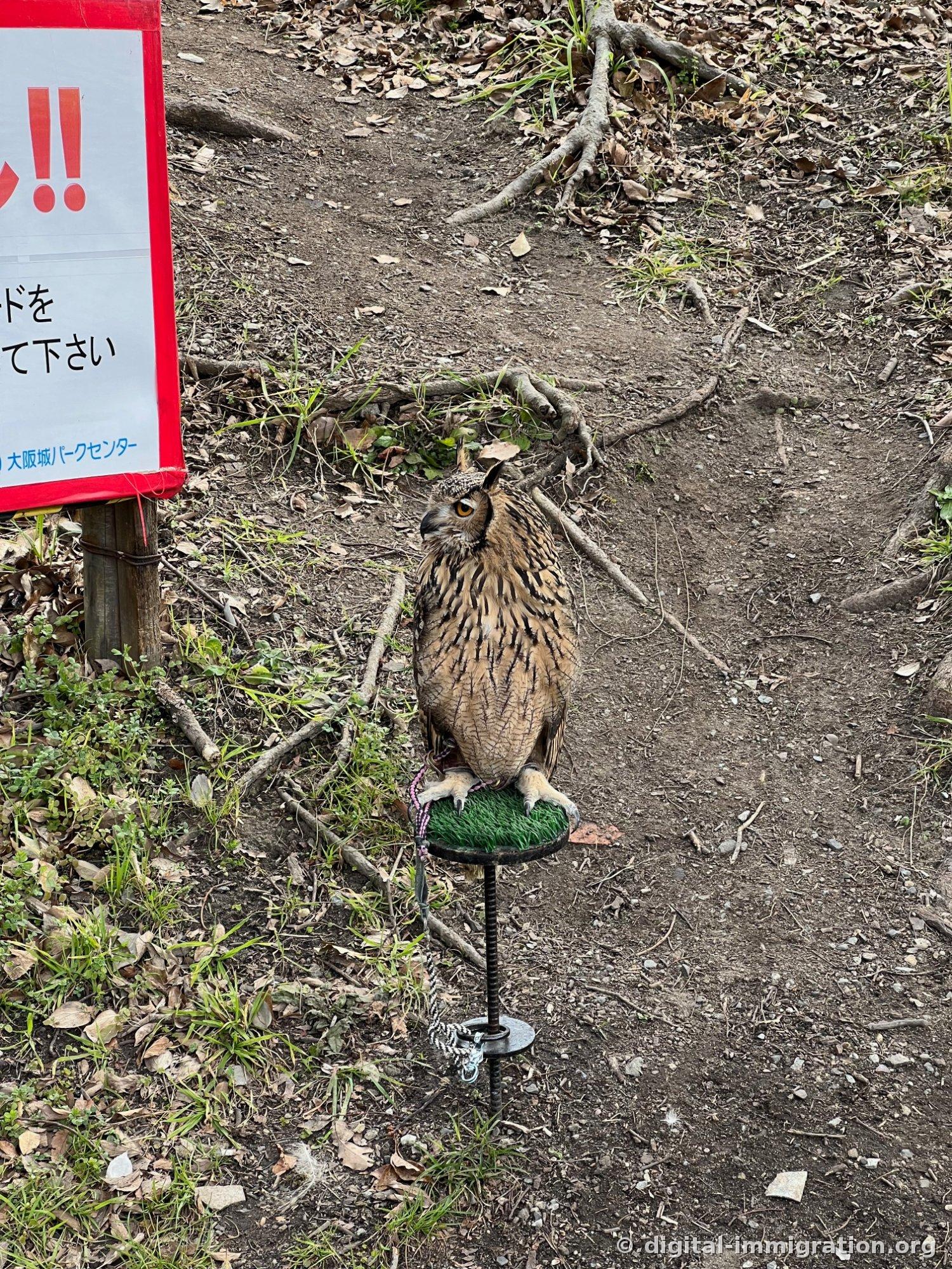 Hibou des marais brun assis sur un perchoir sous un arbre sur le chemin de terre du parc du château d'Osaka. Une pancarte d'avertissement à bordure rouge est debout à gauche