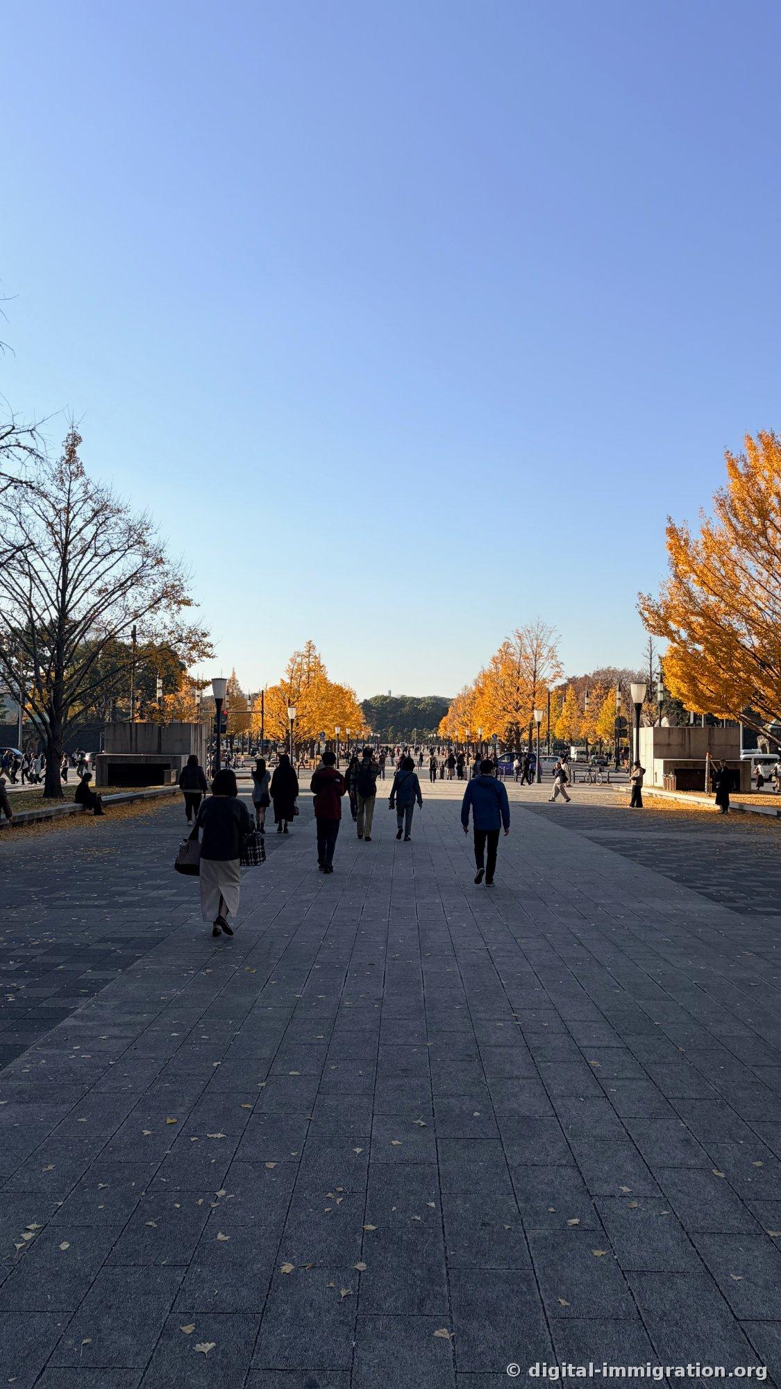 Les gens marchent le long du large trottoir gris pavé vers les ginkgos jaunes