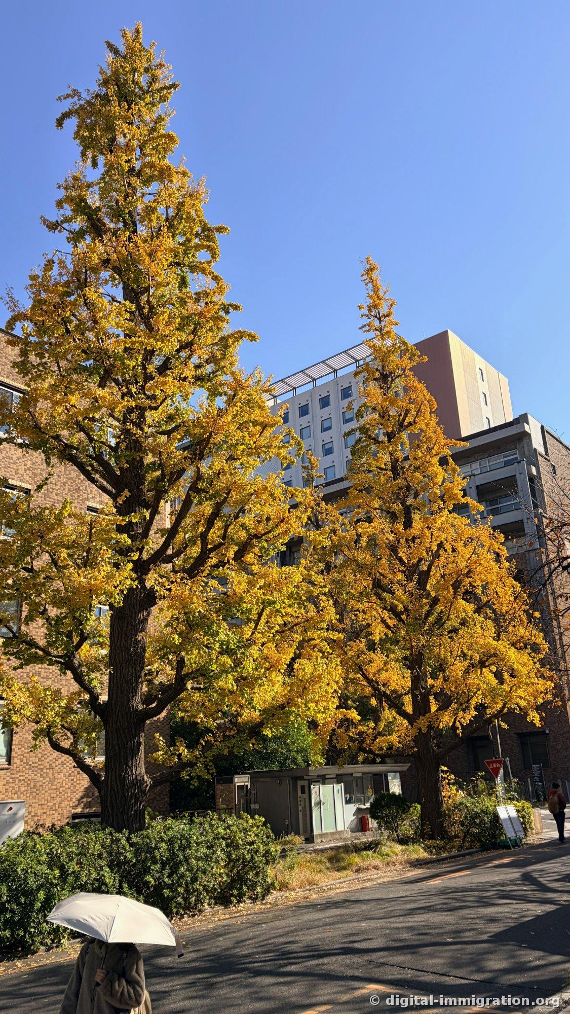 Two golden ginkgos standing side by side beside a brick building, white modern high-rise behind them, a person with a white parasol walking past