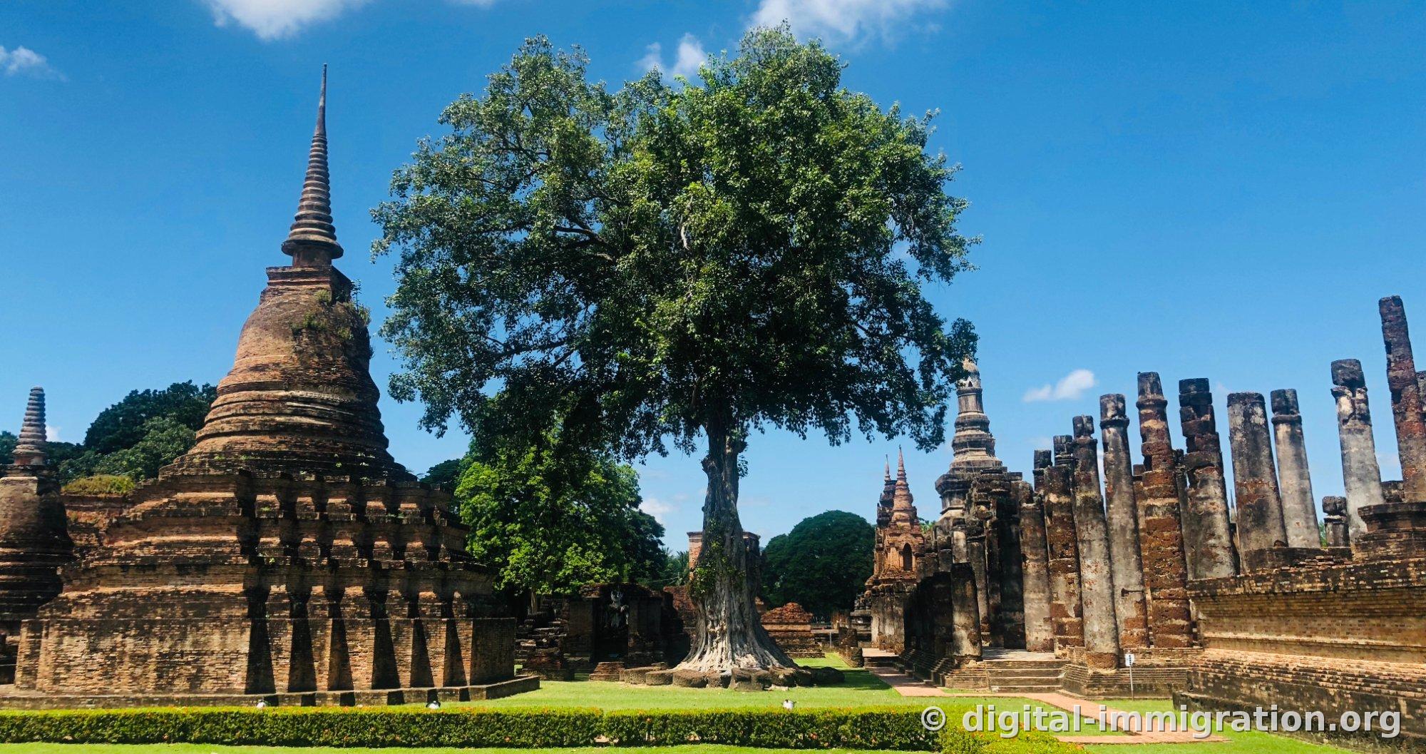 A large bodhi tree growing between a bell-shaped brick spire and a row of columns, with roots extending to the grass and brick foundation