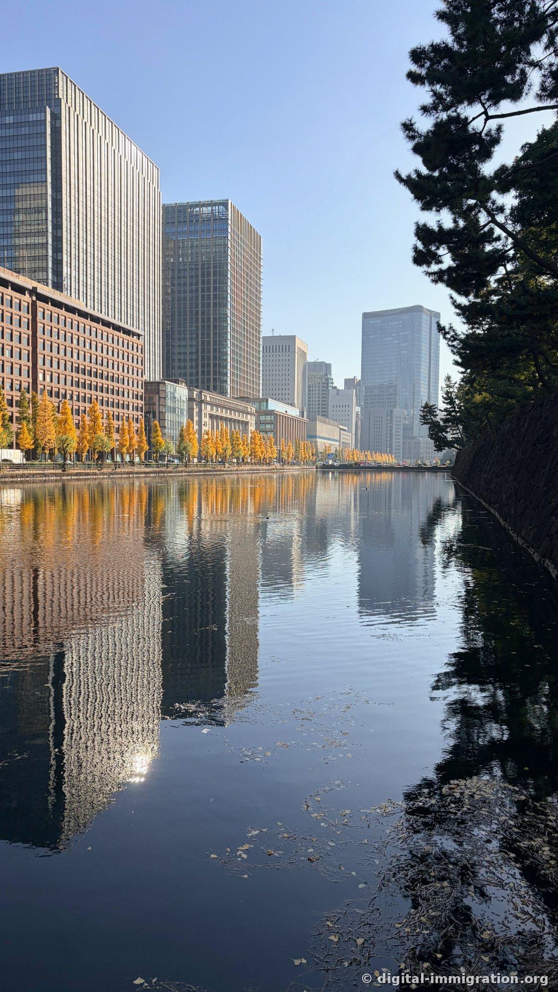 Les bâtiments de Marunouchi et les ginkgos jaunes se reflètent parfaitement sur la surface calme de la douve