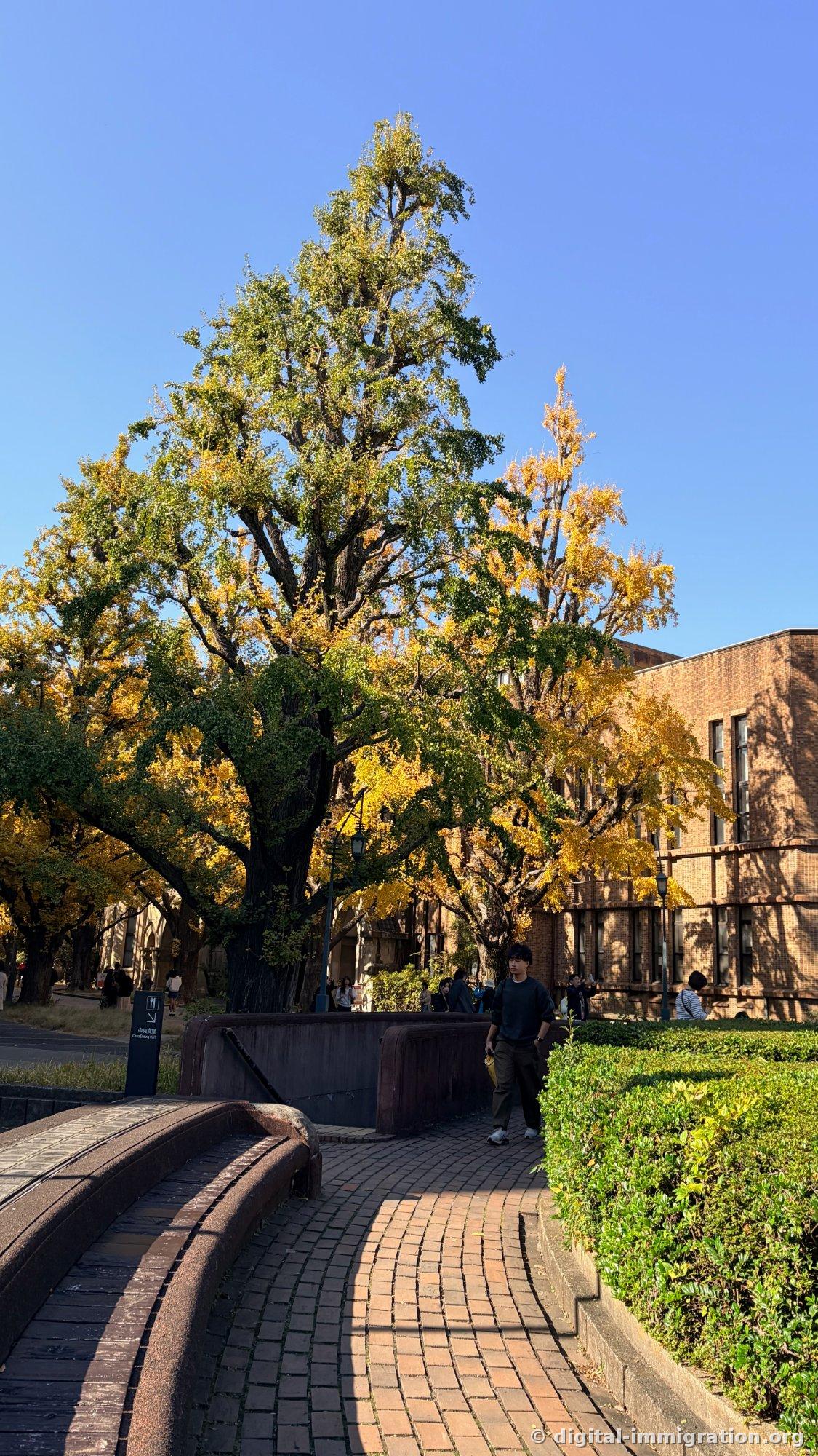 A large ginkgo with branches spreading in all directions, beneath it a sign pointing toward the Central Dining Hall, brick building and brick pavement on the right