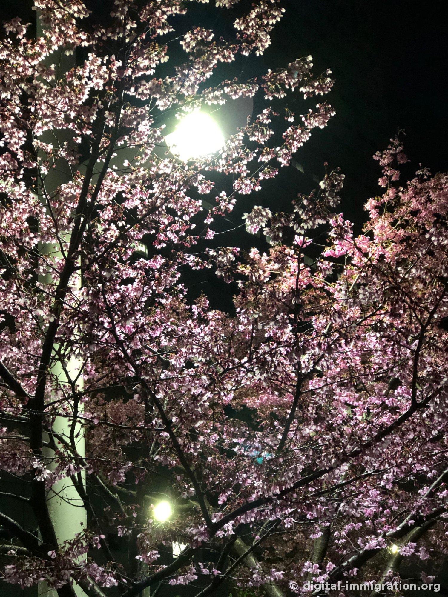Branche de cerisier en fleur éclairée par la lumière des lampadaires la nuit, brillant d'une lueur rose