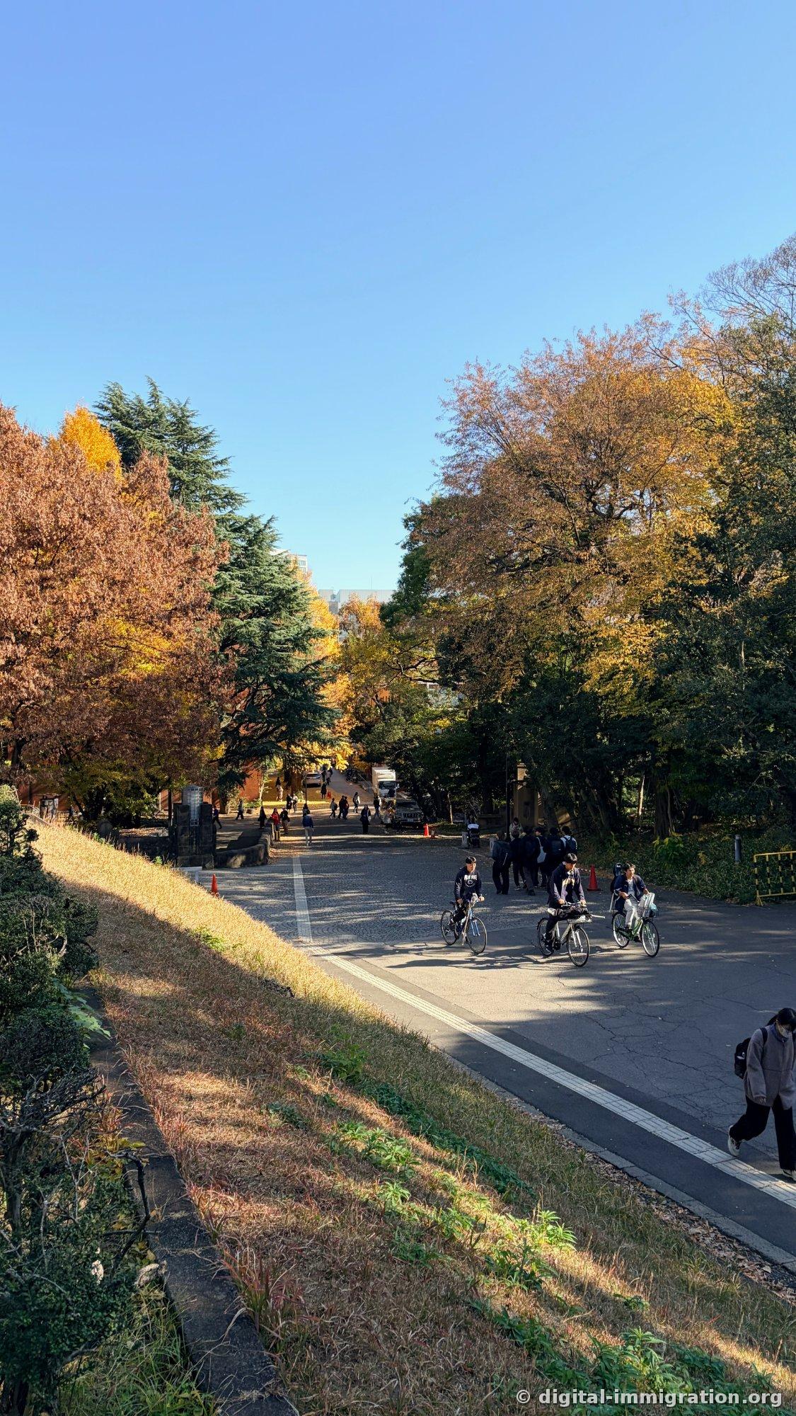Campus slopes viewed from above, three students in school uniforms cycling past trees stained brown and orange