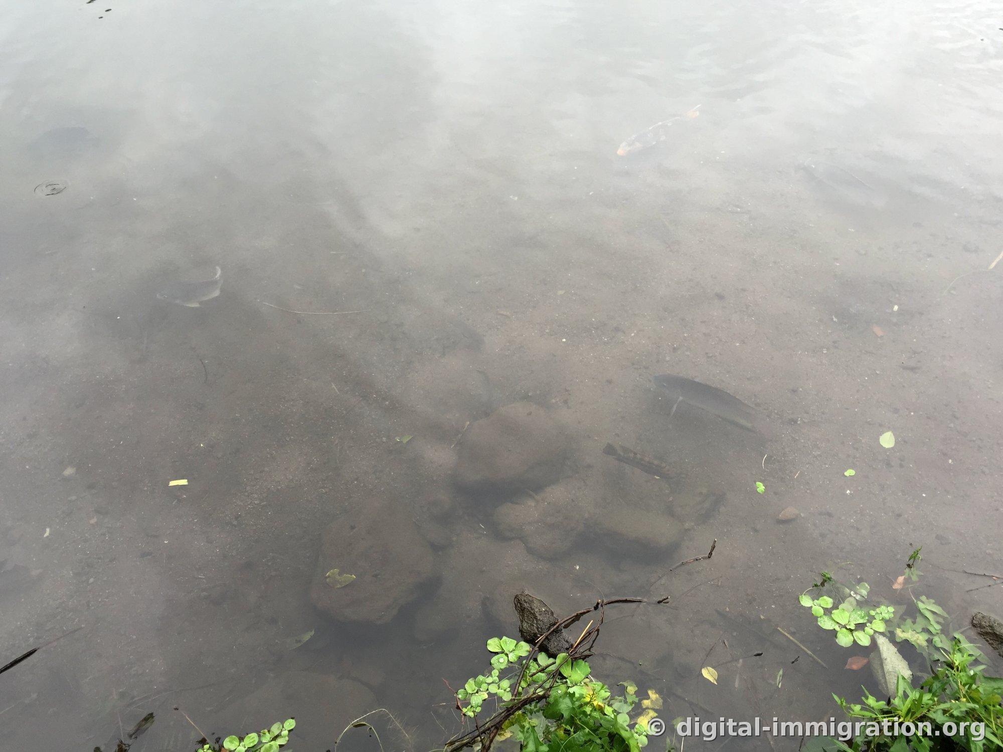 Vue de dessus de carpes nageant parmi les roches immergées et les algues dans l'eau claire du lac