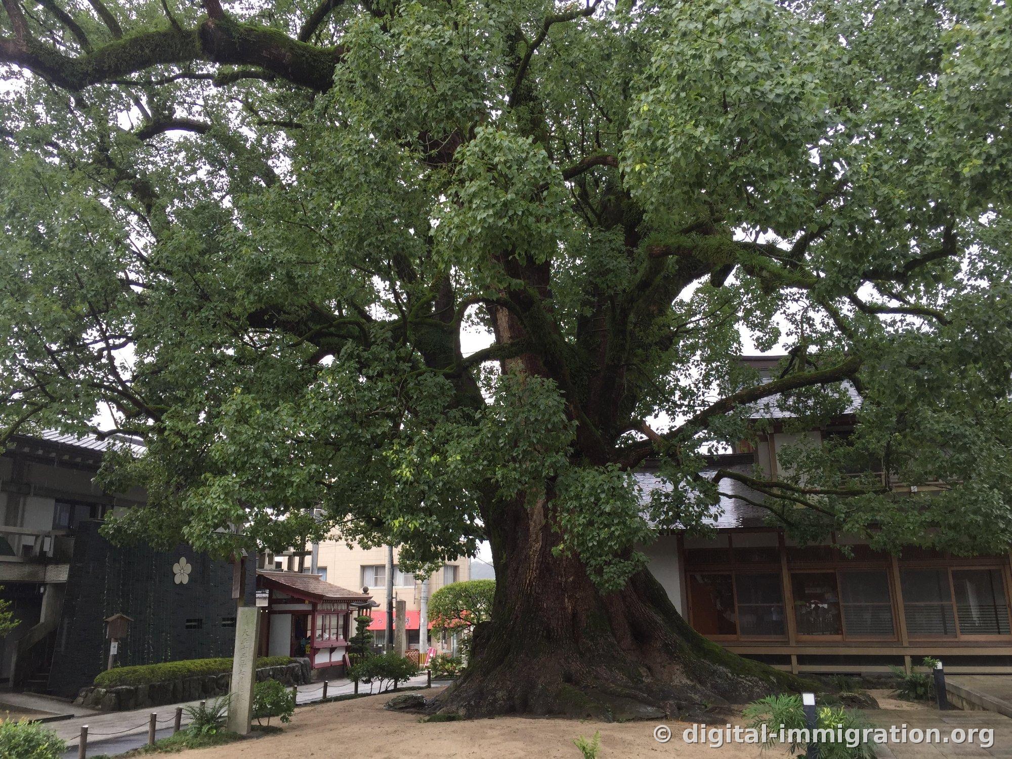 Massive camphor tree base with exposed roots and moss, stone marker beside it, tile-roofed building in the background