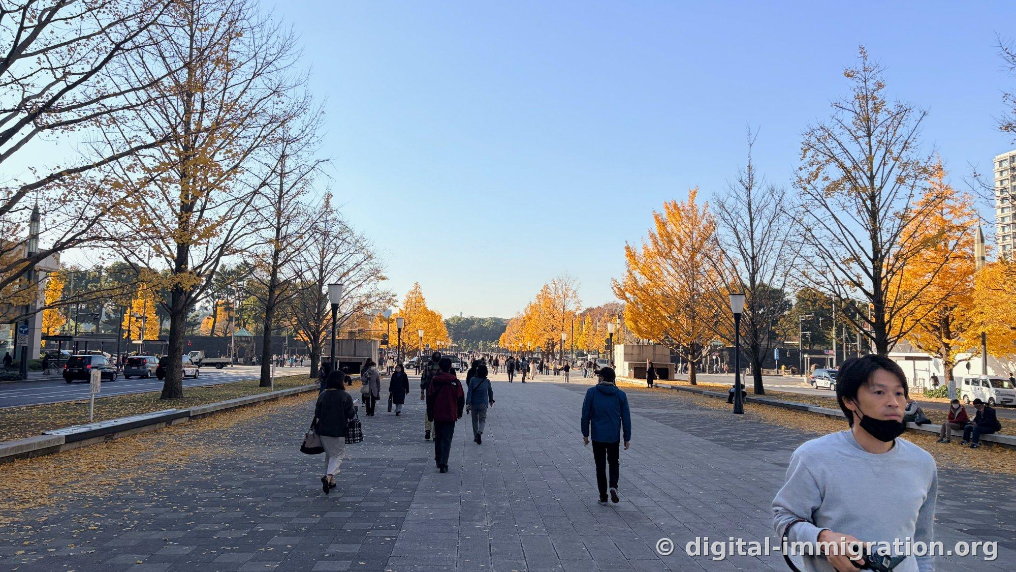 Les visiteurs marchent sur le large trottoir couvert de feuilles de ginkgo jaunes, bordé de ginkgos de part et d'autre, avec la forêt au loin