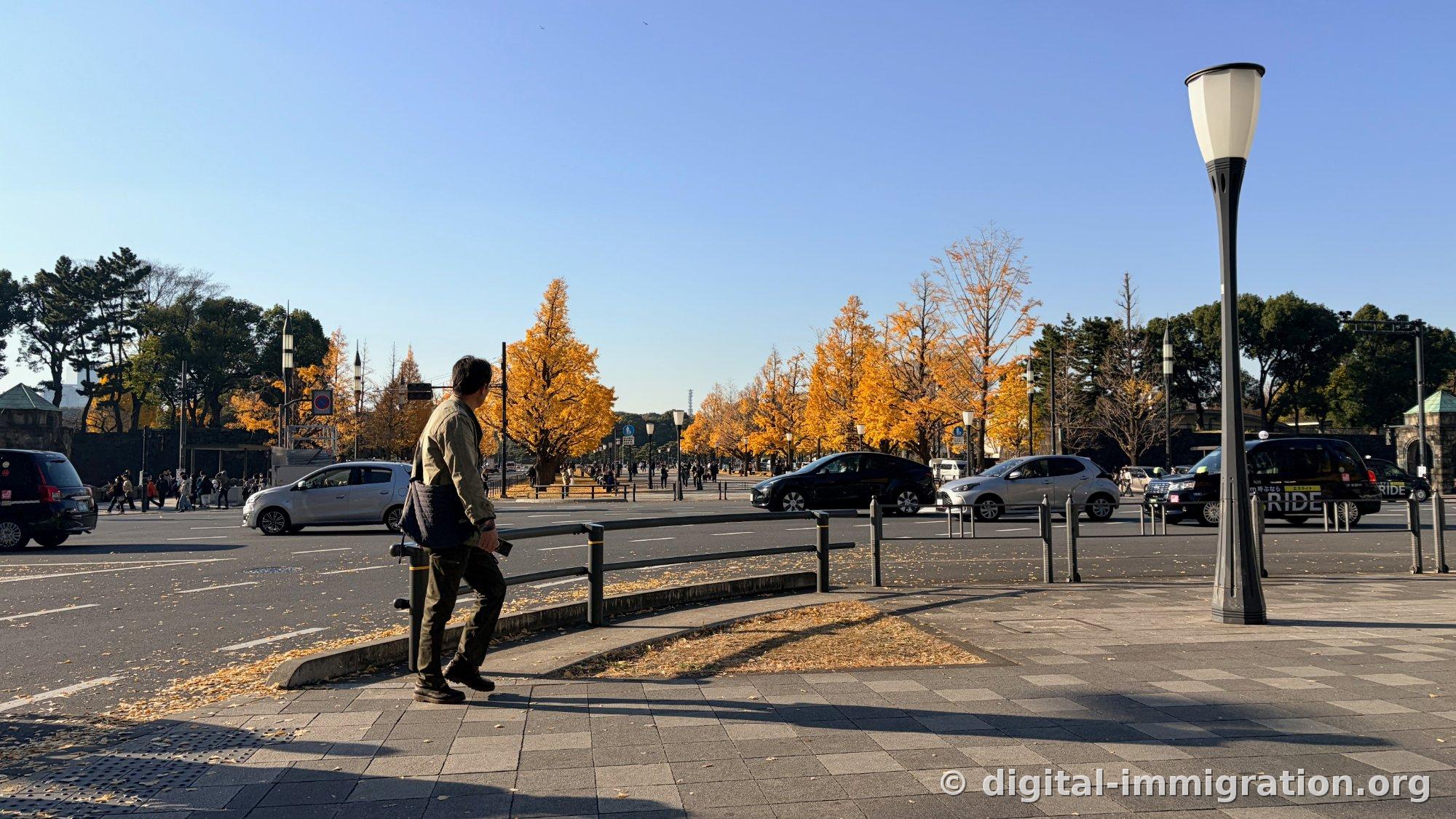 La large route avec taxis et voitures particulières passant, et au-delà les ginkgos jaunes bordent le Kokyo Gaien