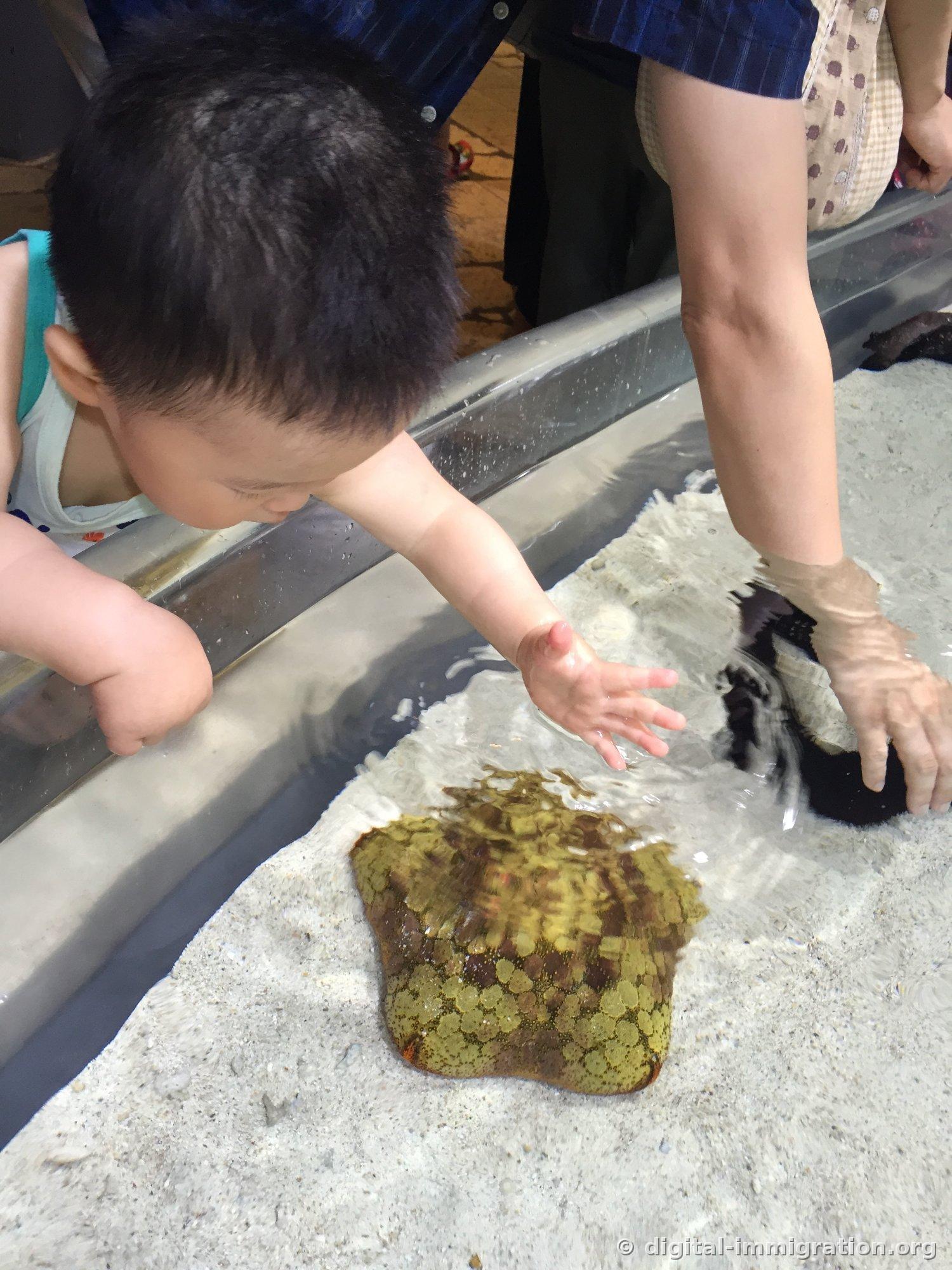 浅触摸池沙底上铺着黄色斑纹海星，一个孩子伸手去摸，旁边一个成人的手在触摸黑海参