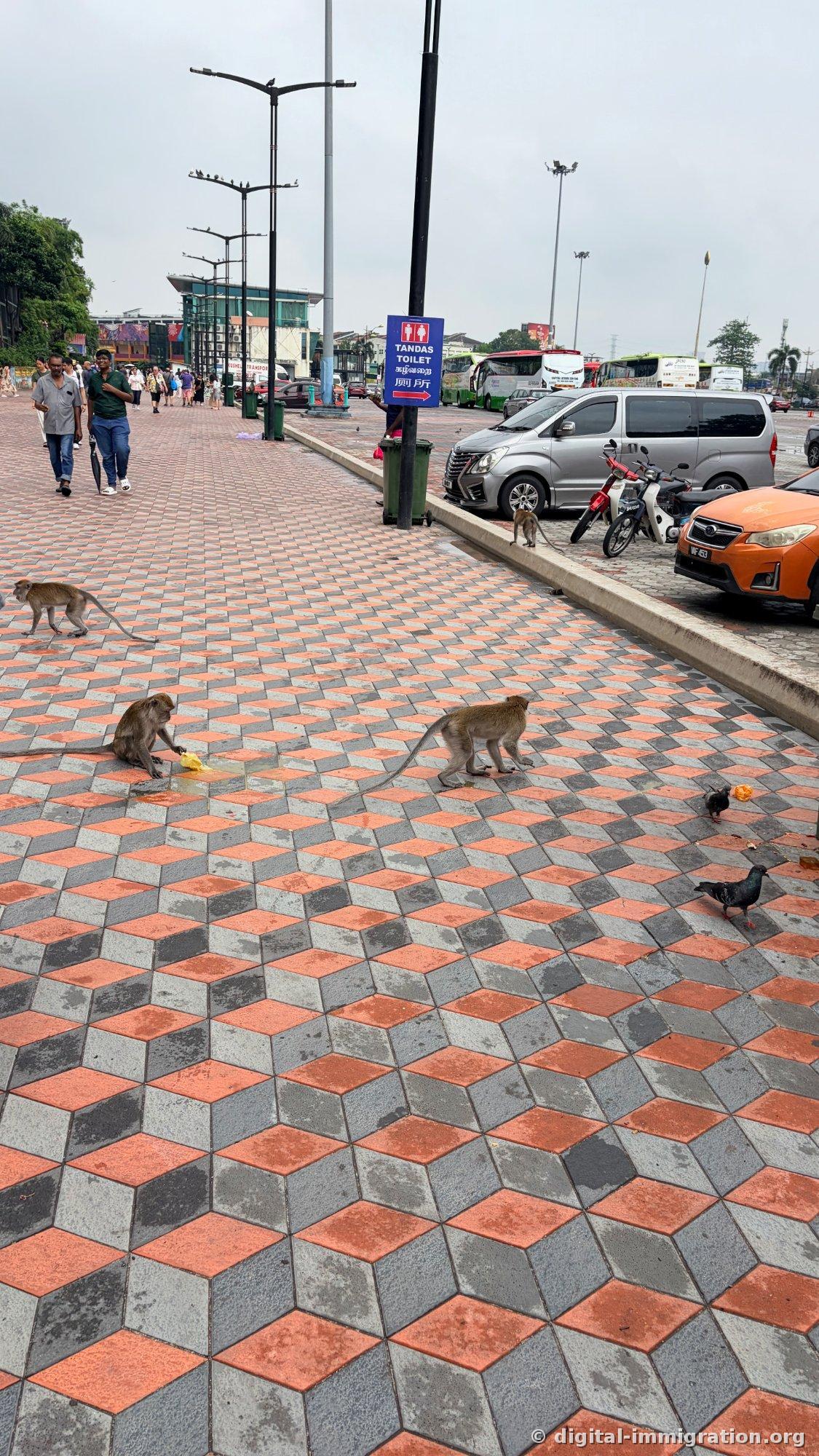 駐車場脇のオレンジ・グレーのタイルの床で、猿2匹が黄色いマンゴのかけらを食べており、ハトがそばに付いており、後ろに'TANDAS TOILET'の看板と観光バスが見える