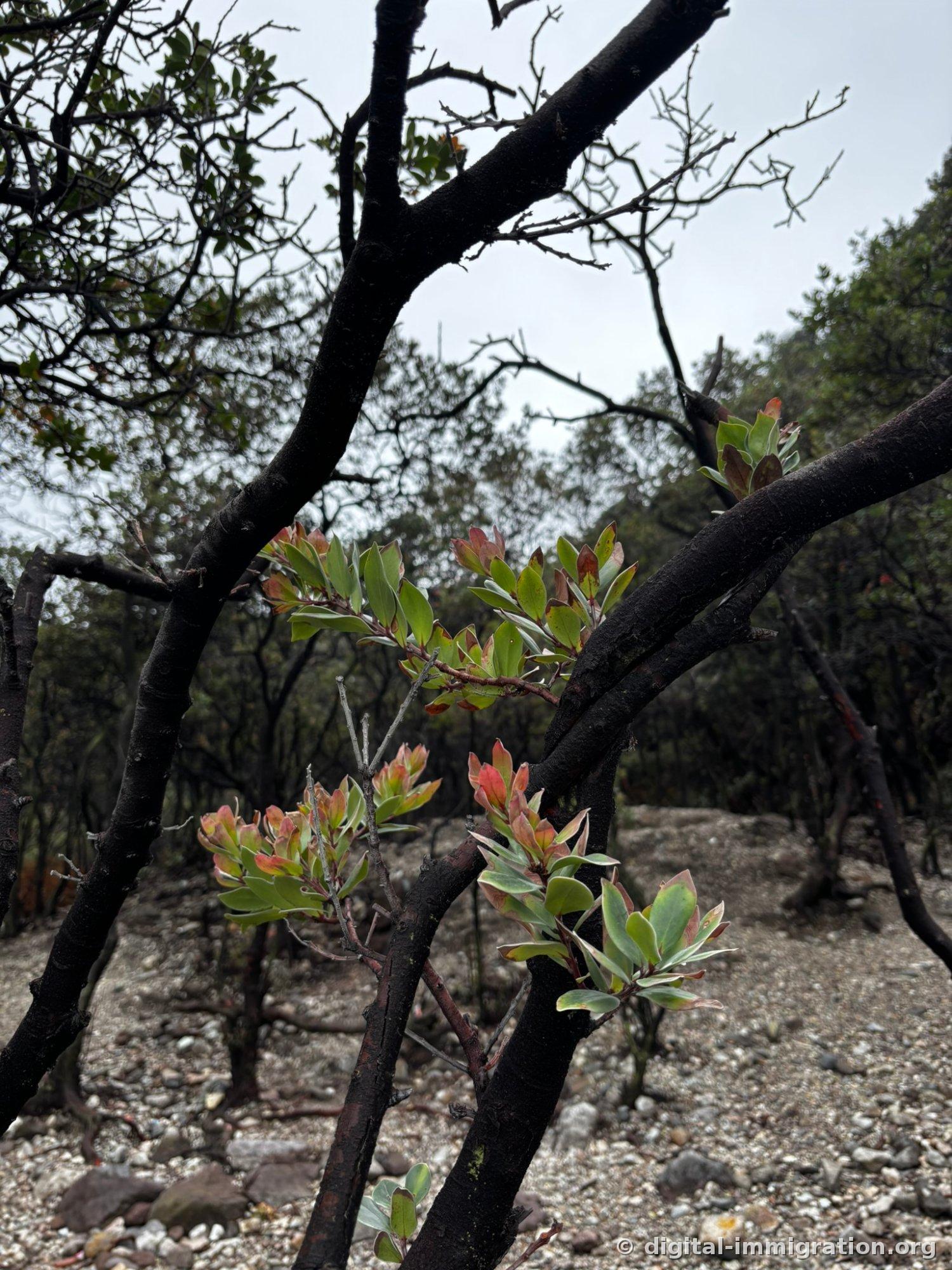 Red and pale green new shoots sprouting from the tips of charred branches, with white gravel below