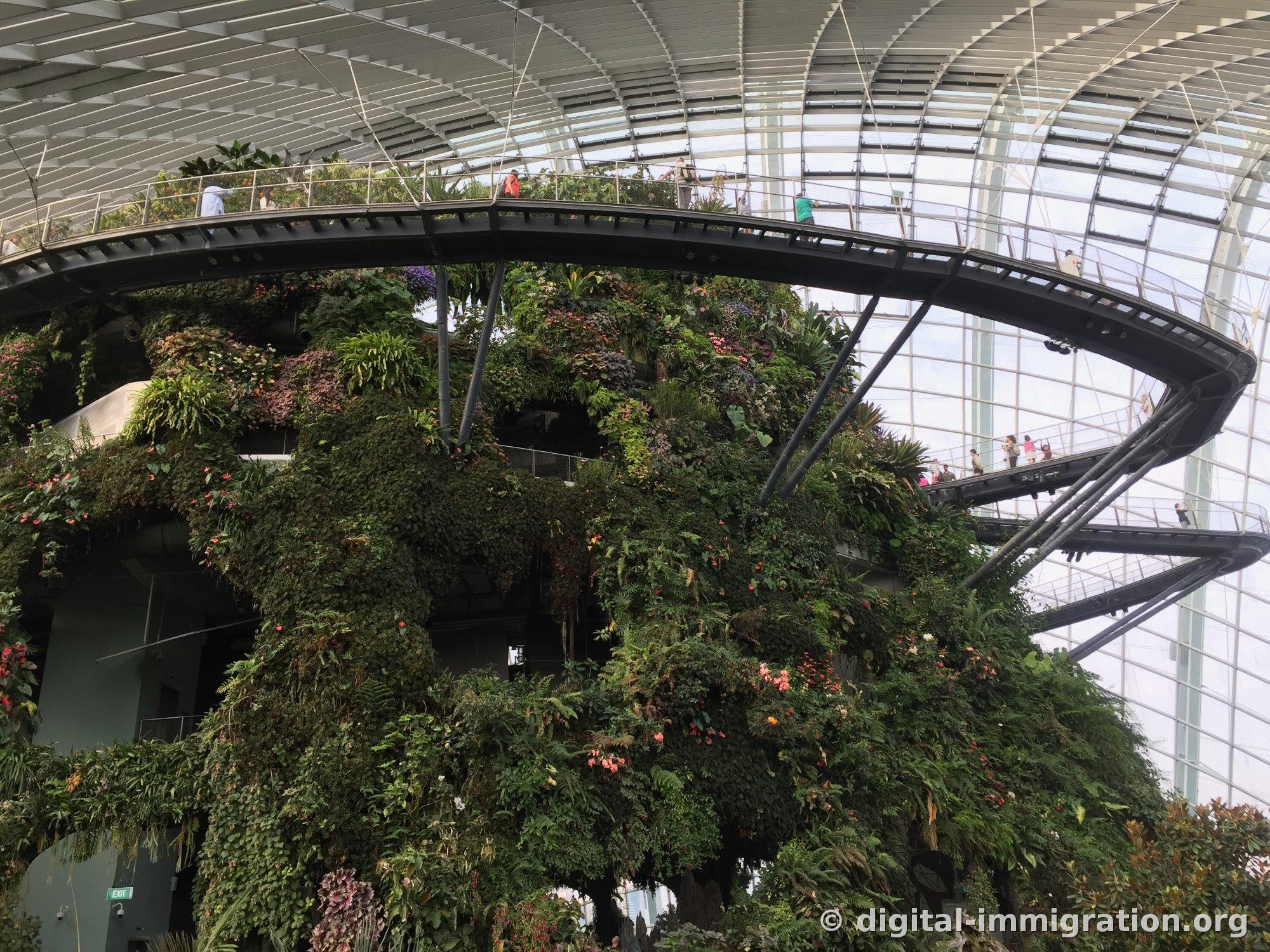 Looking up at the artificial mountain of the Cloud Forest with the suspended walkway wrapping around it, covered with epiphytes