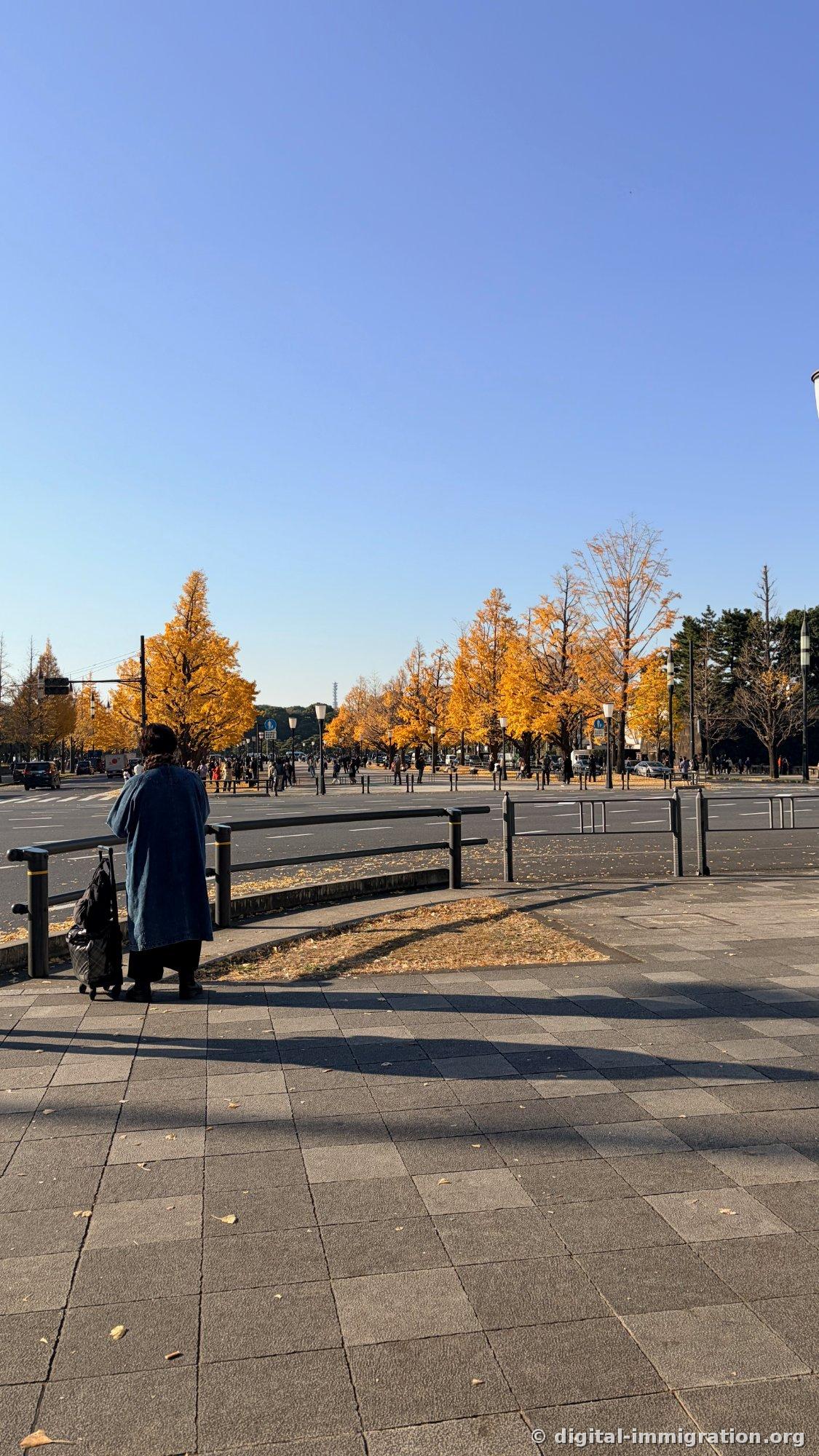 Sous un ciel bleu, les ginkgos jaunes bordent le boulevard et on voit la silhouette d'une personne traînant une valise regardant de l'autre côté
