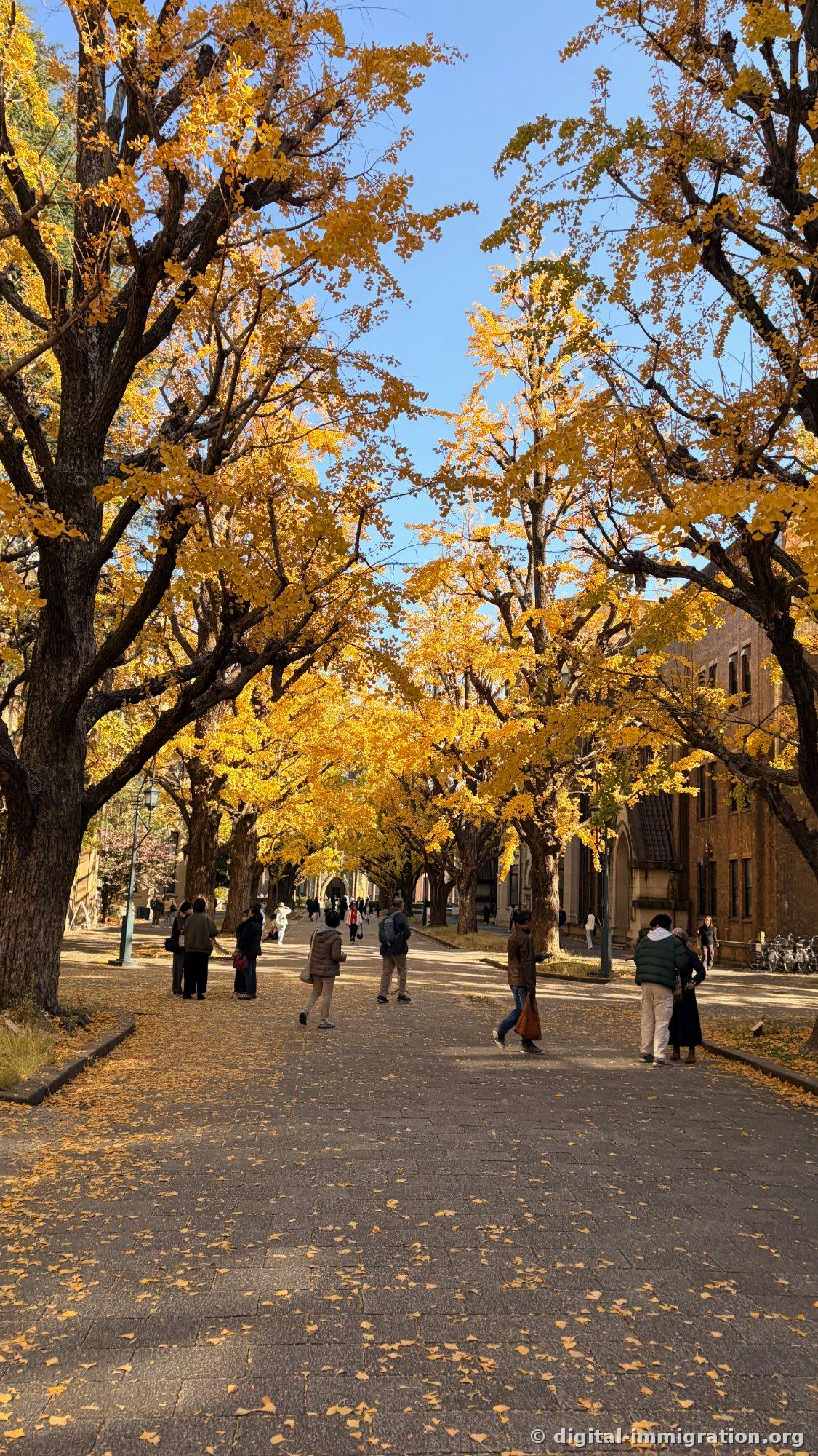 People scattered along a brick-paved path beneath a golden ginkgo leaf tunnel, with an arched brick building visible in the distance