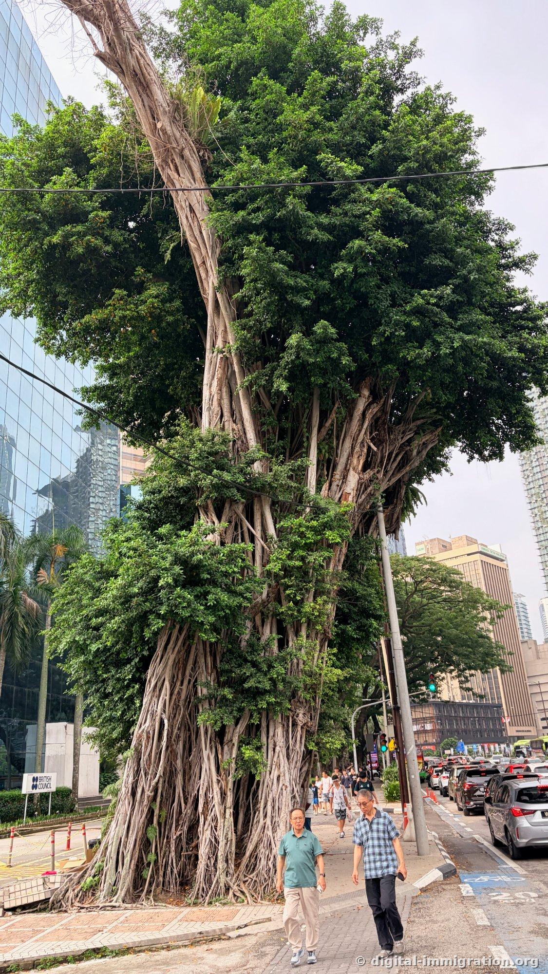 The ancient tree at the path to the Twin Towers. Traffic on the road was already congested, so walking was faster.