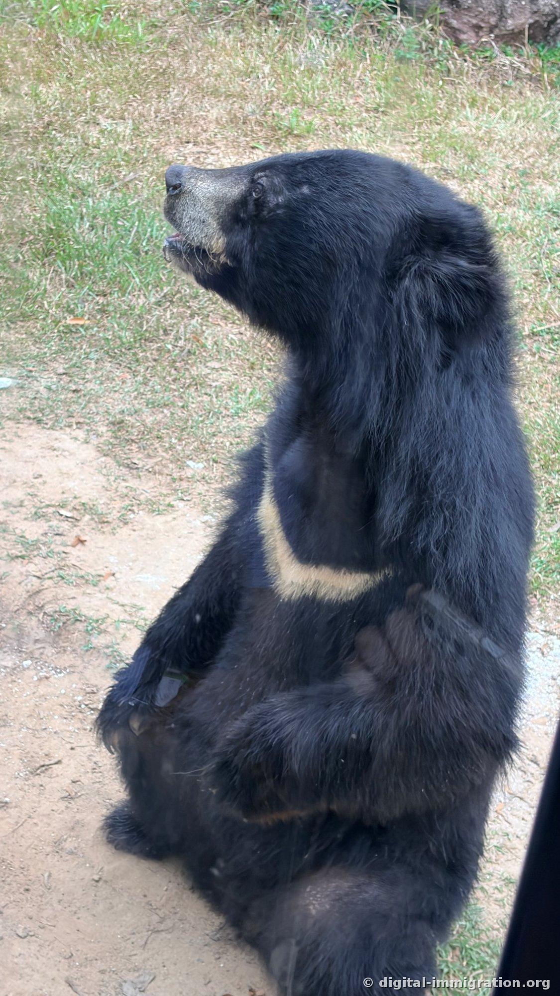 A sun bear with a cream-colored V marking on its chest, sitting upright on its hind legs with front paws together