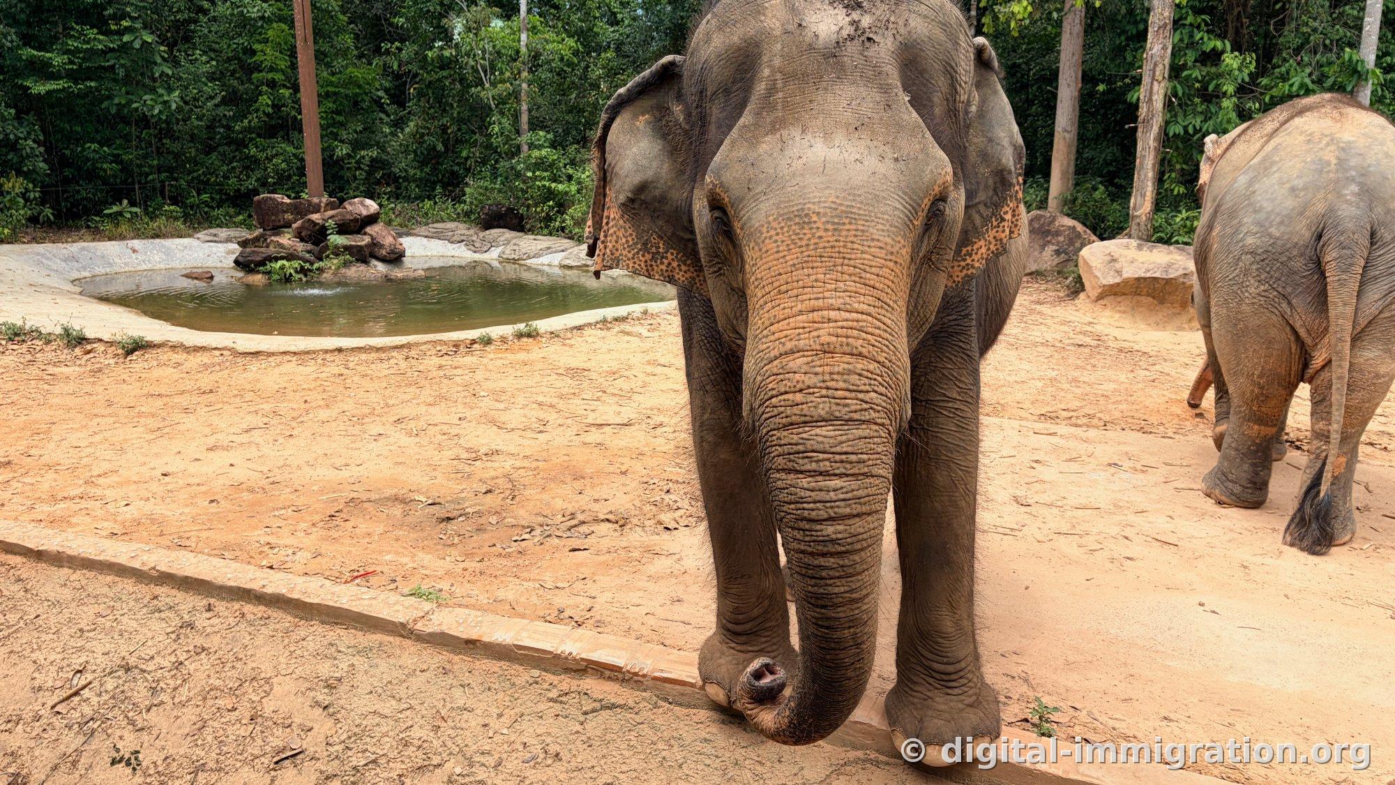 An elephant walking toward the camera on red earth with another elephant behind it heading toward the water puddle