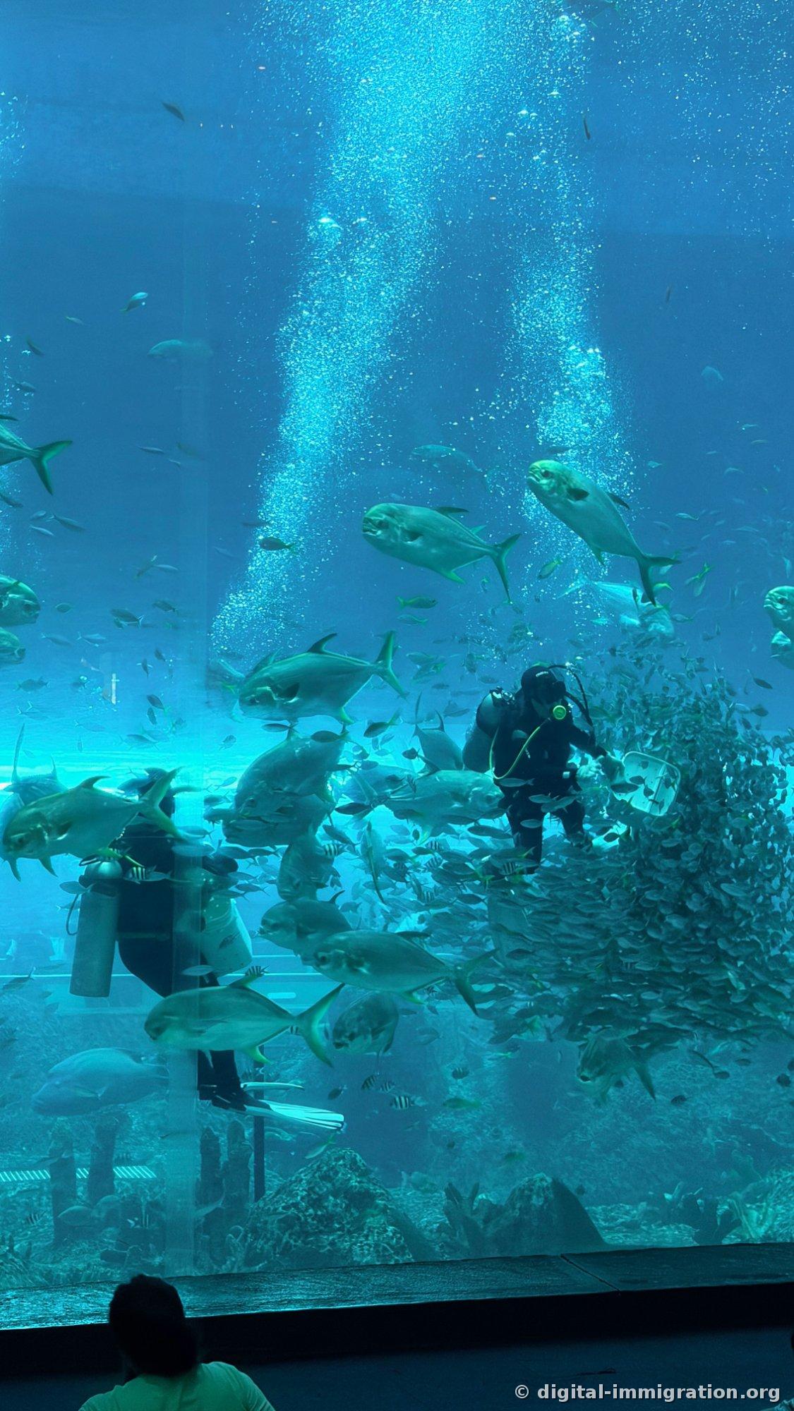 Two divers in a large blue tank holding food containers while large fish swim around them