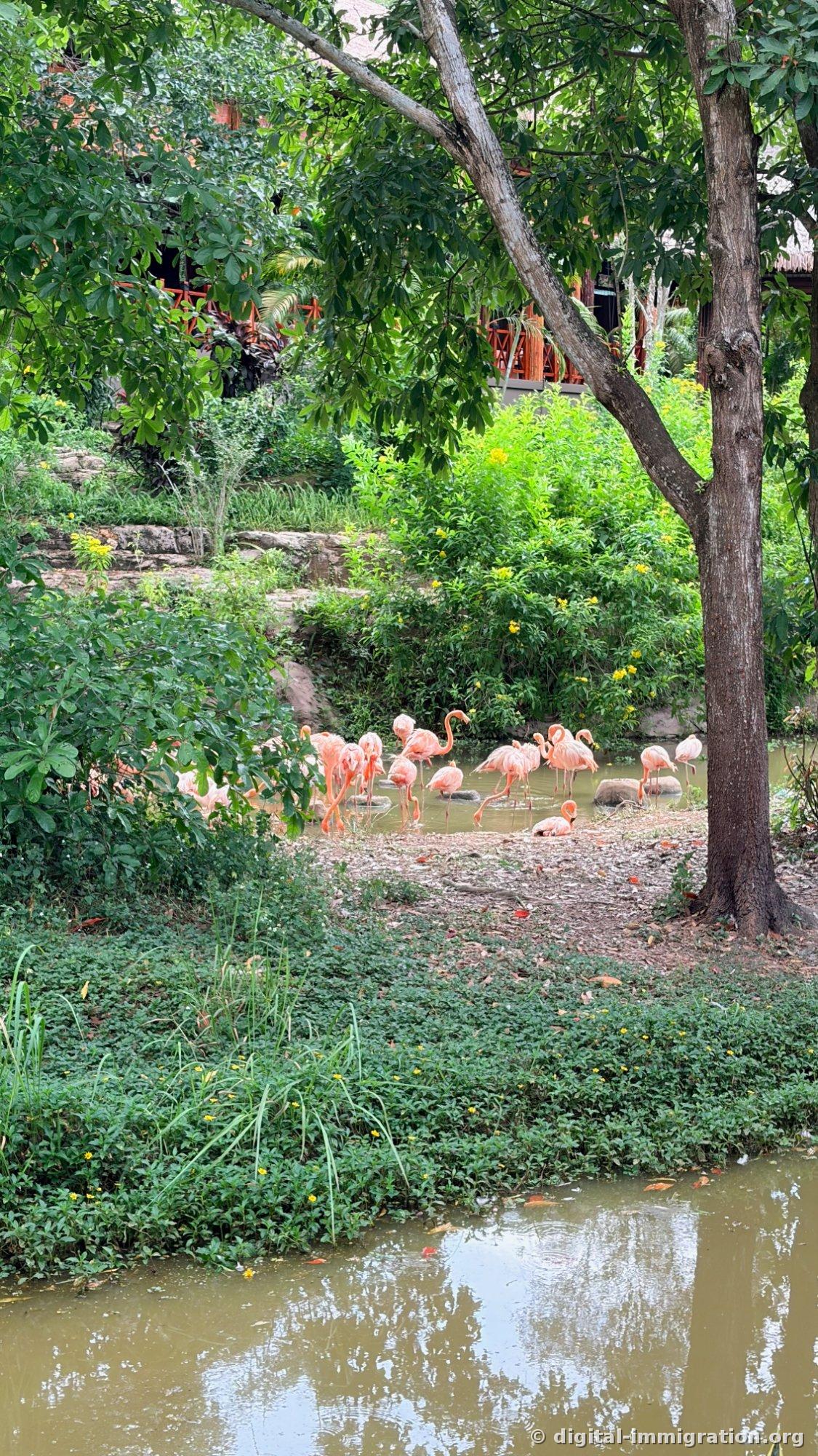 About a dozen pale pink flamingos standing in shallow water between trees, dipping their beaks to feed