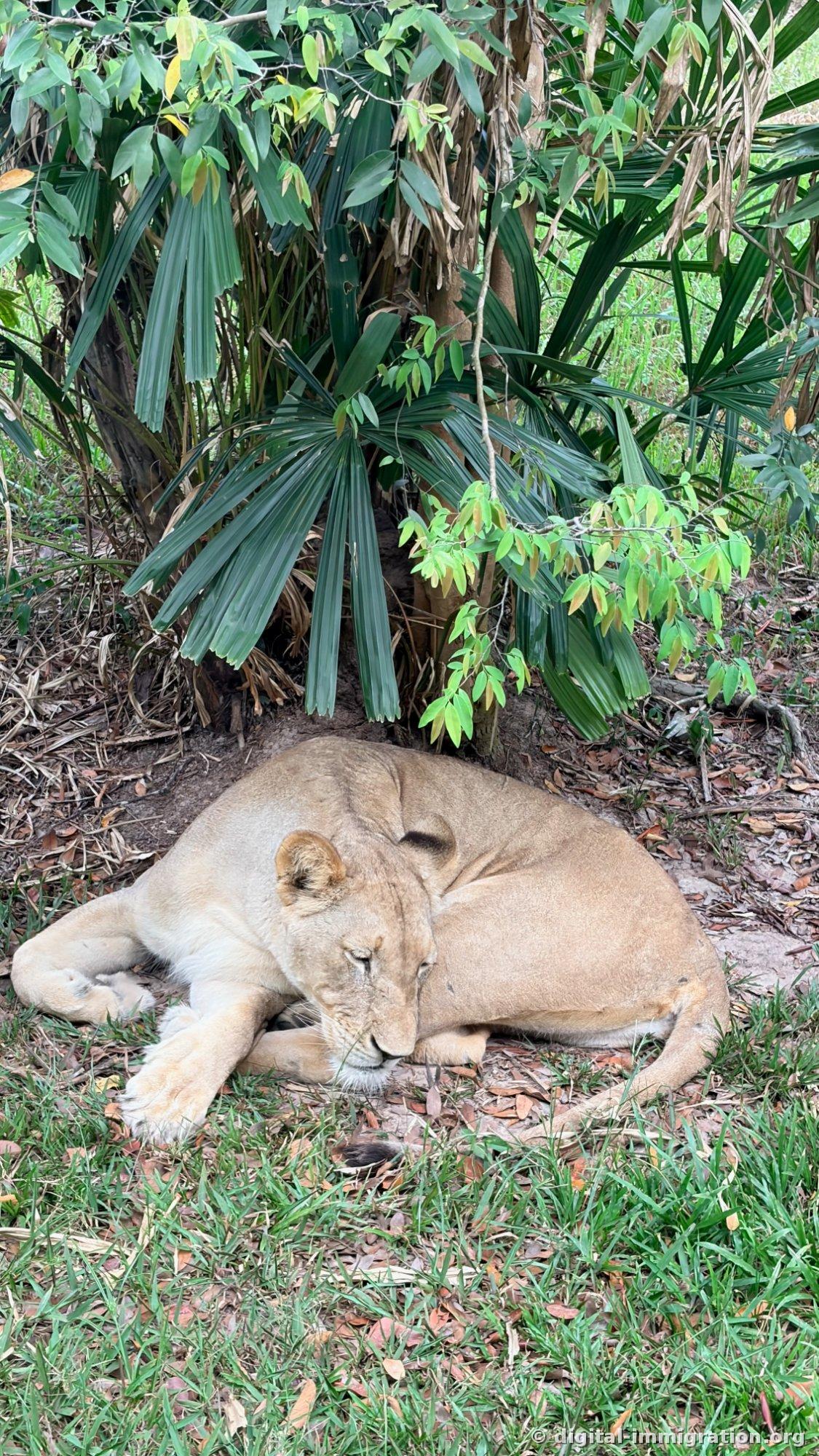 A female lion sleeping beneath palm fronds with her body curled and face buried in her front paws