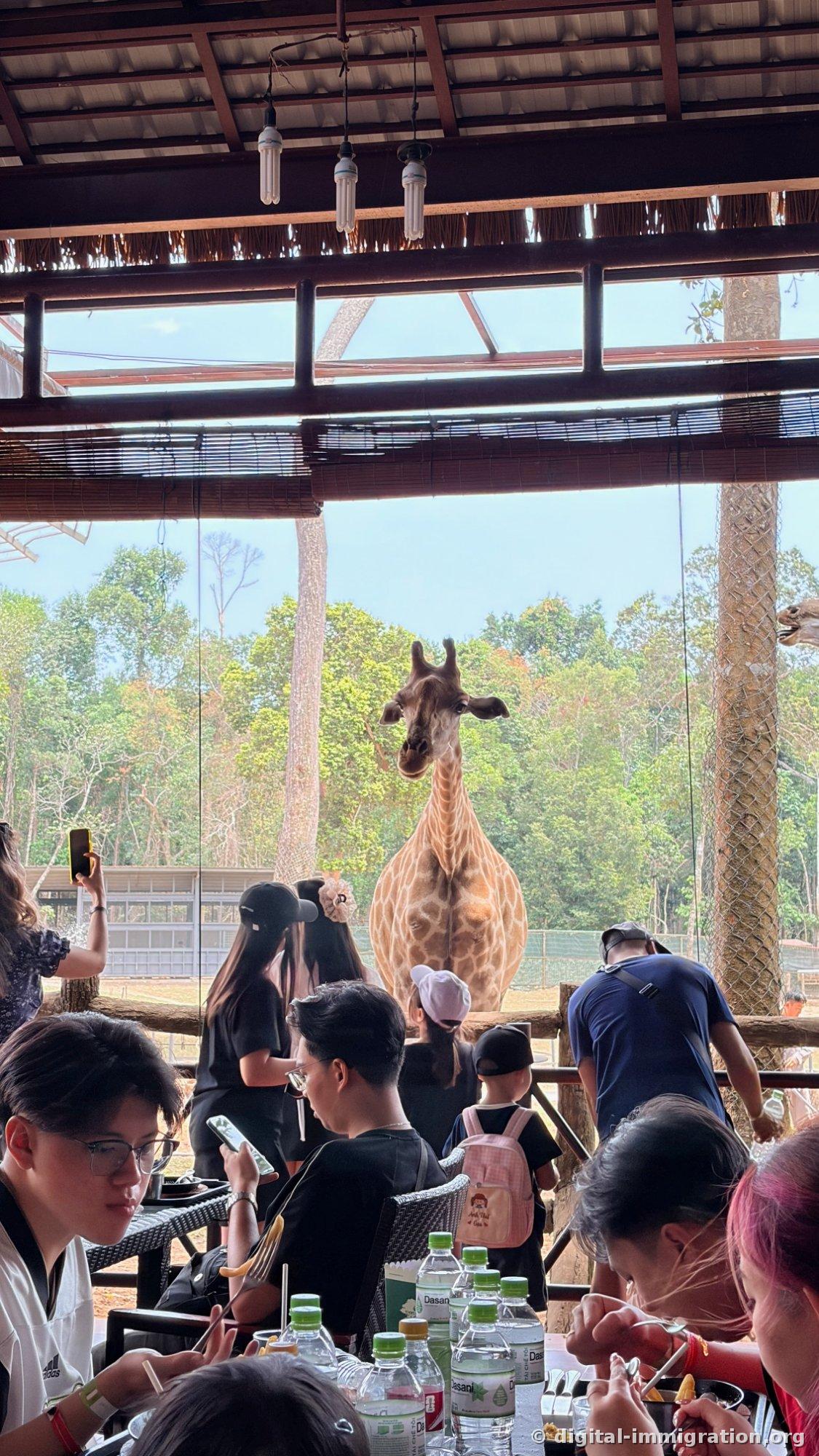 People eating inside an open-air restaurant with bamboo railings while a giraffe stands directly outside the window facing them