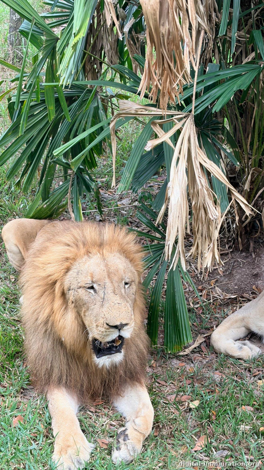 A male lion lying in grass beneath palm tree leaves with his mouth open, the female lion's front paw visible on the right