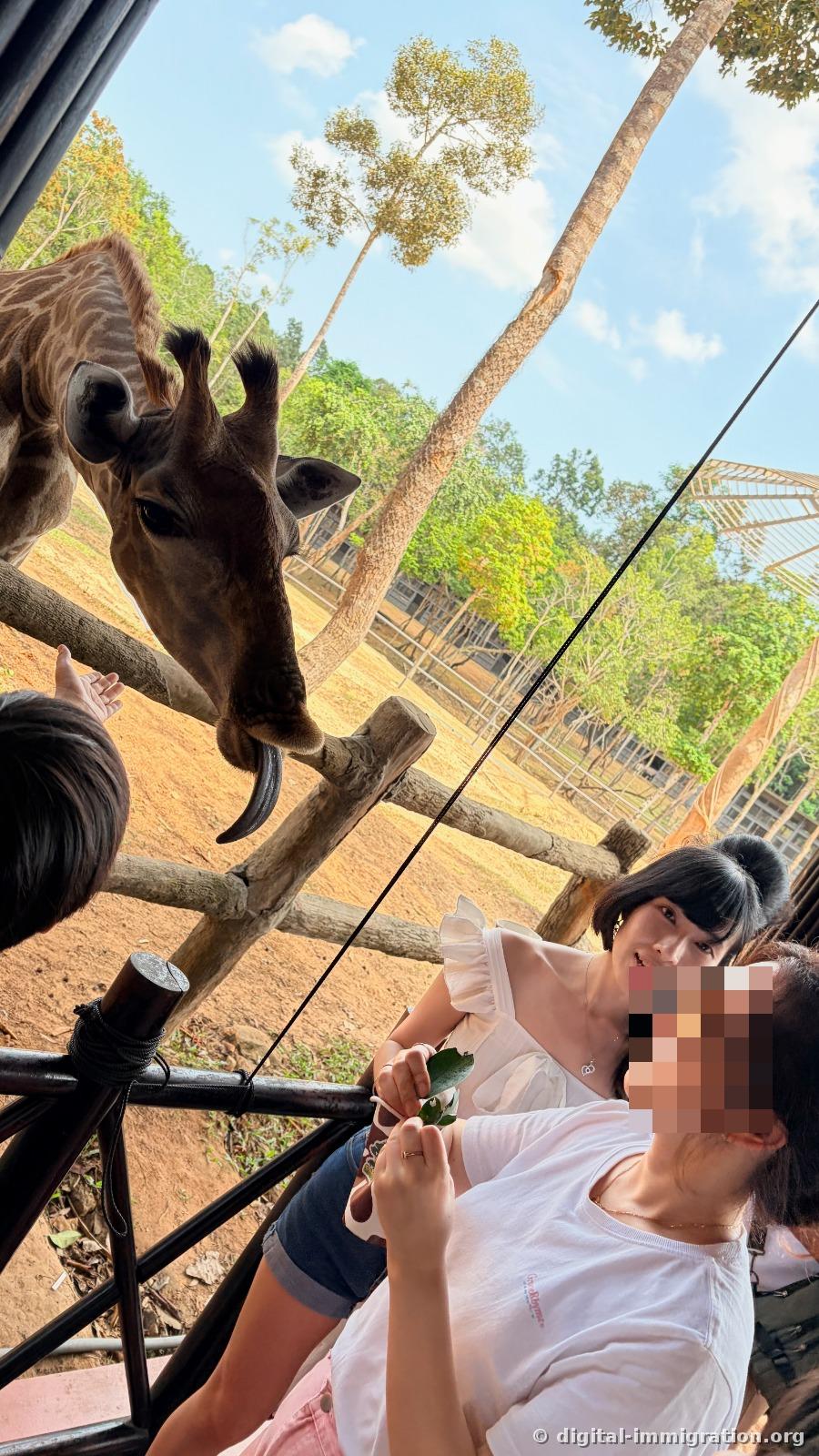A giraffe extending its purple tongue downward with visitors holding leaves and smiling as they watch