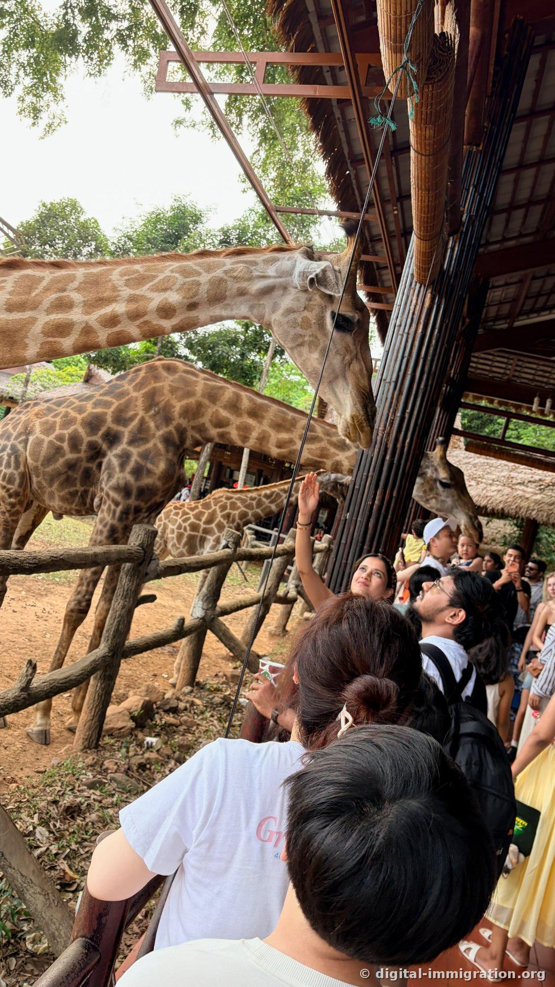 Multiple giraffes extending their necks over a wooden fence above crowds of visitors beneath a thatched roof deck